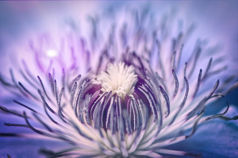 clematis.jpg