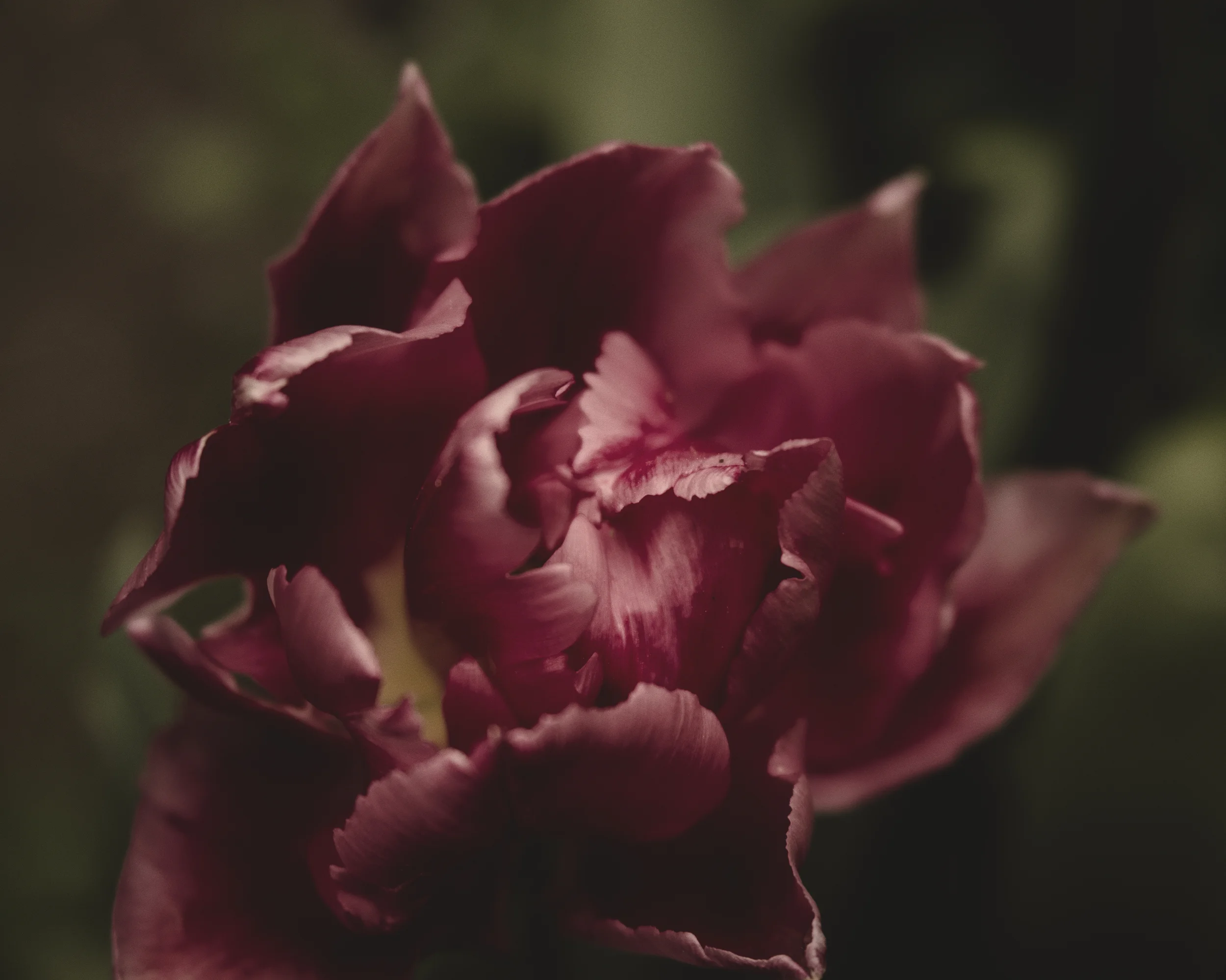 dusky tulip.jpg