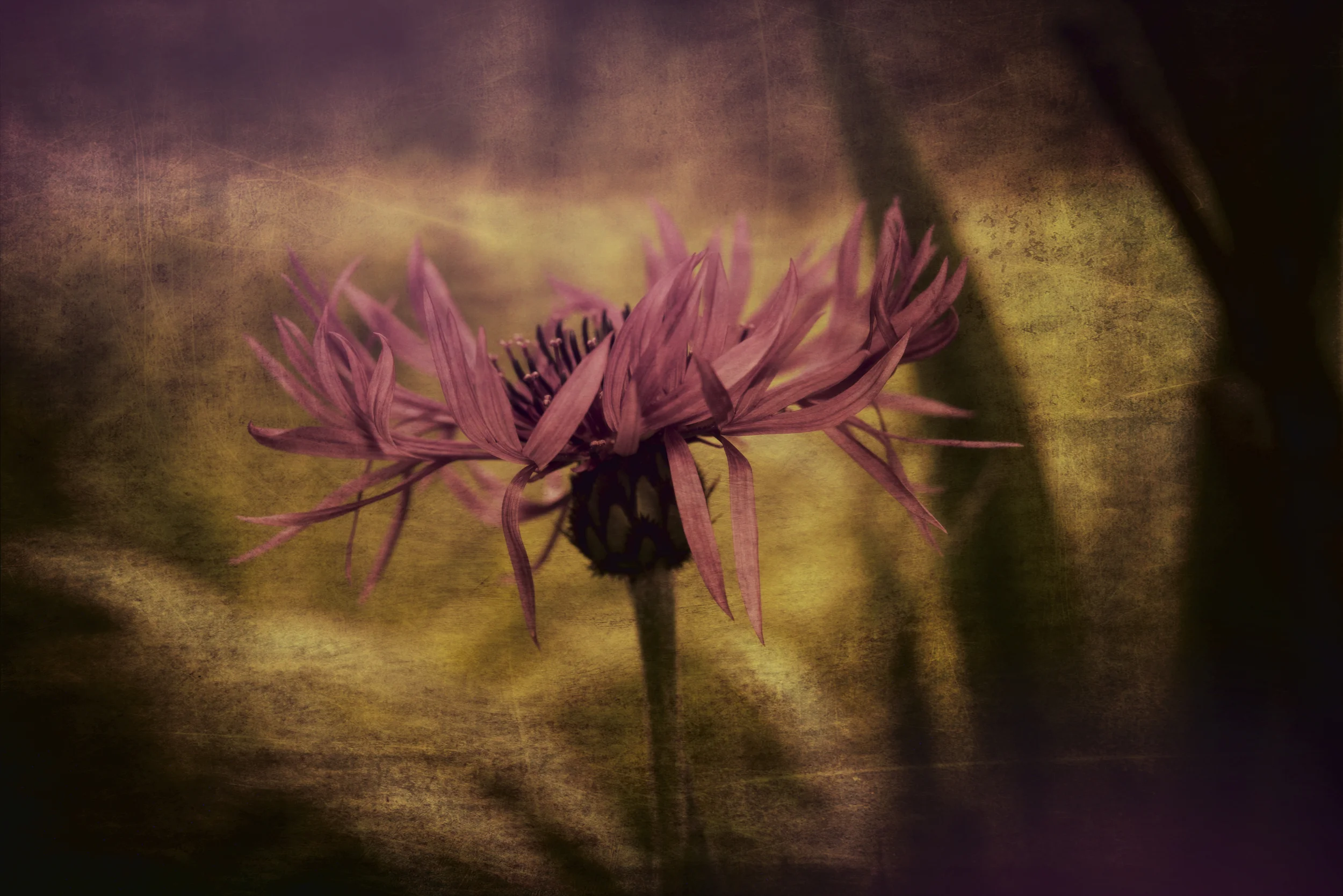 purple spikey.jpg