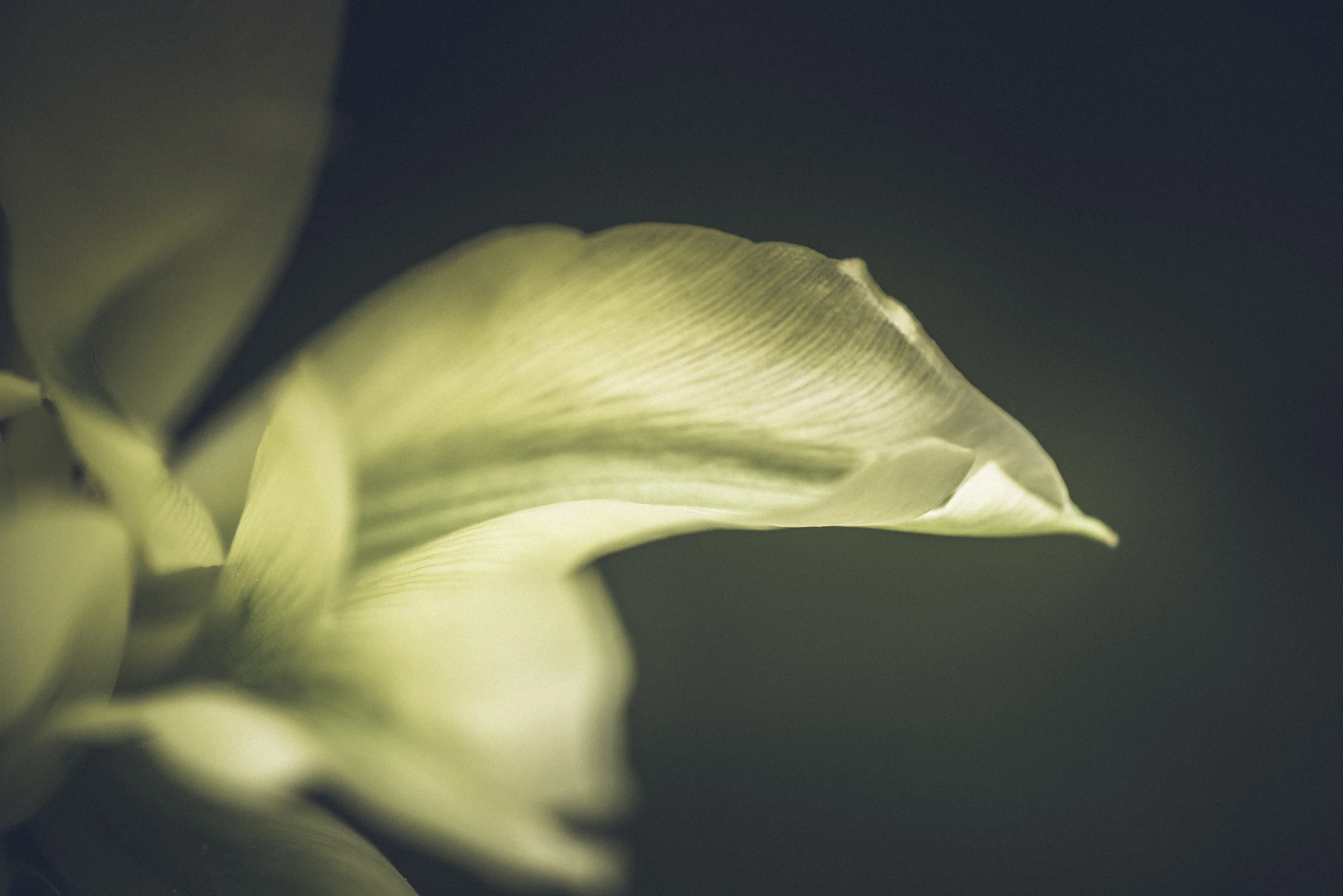 petal.jpg