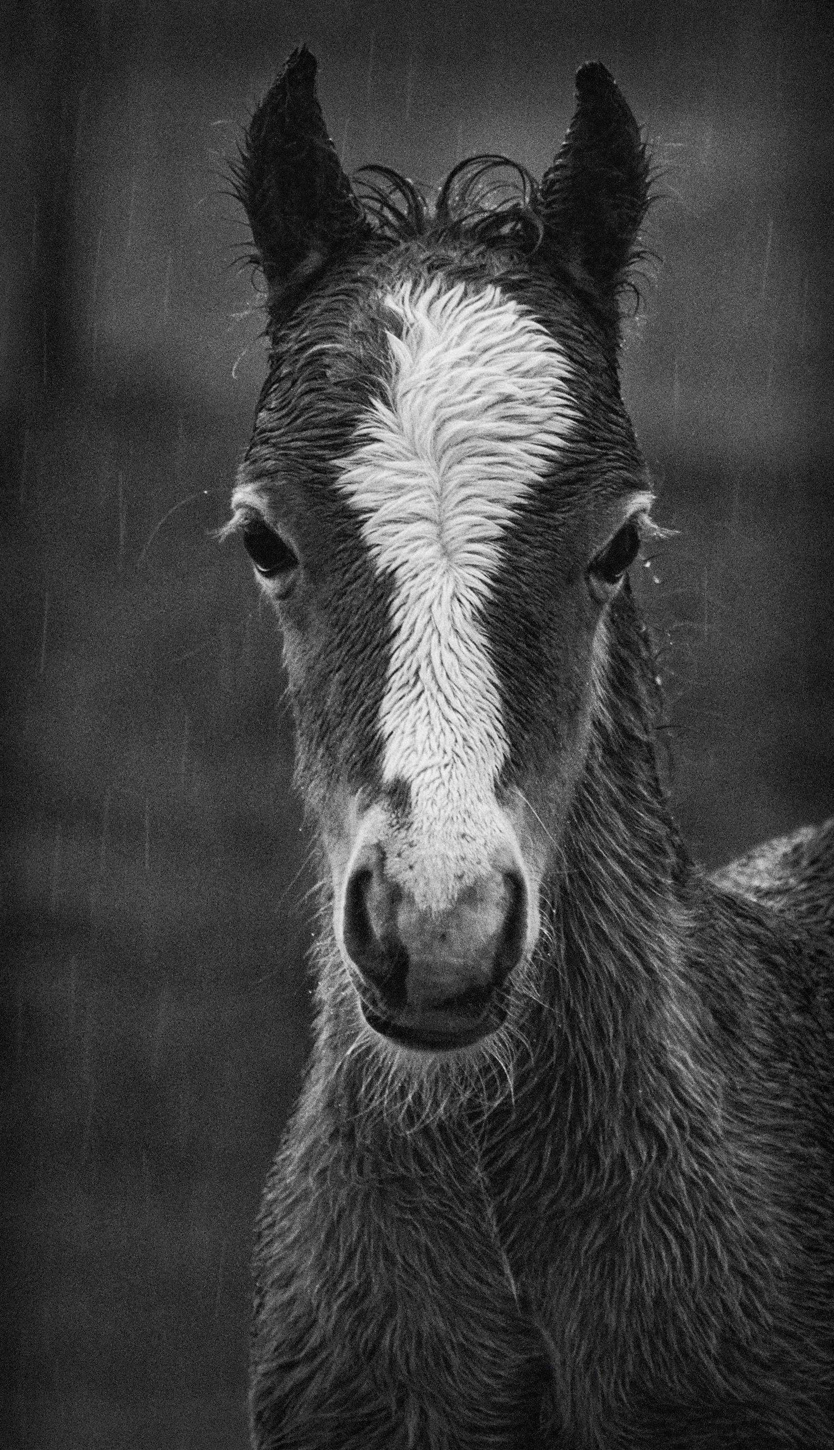 20140523-202316-1405_foals and mist_008-Edit00001foal in rain stock.jpg