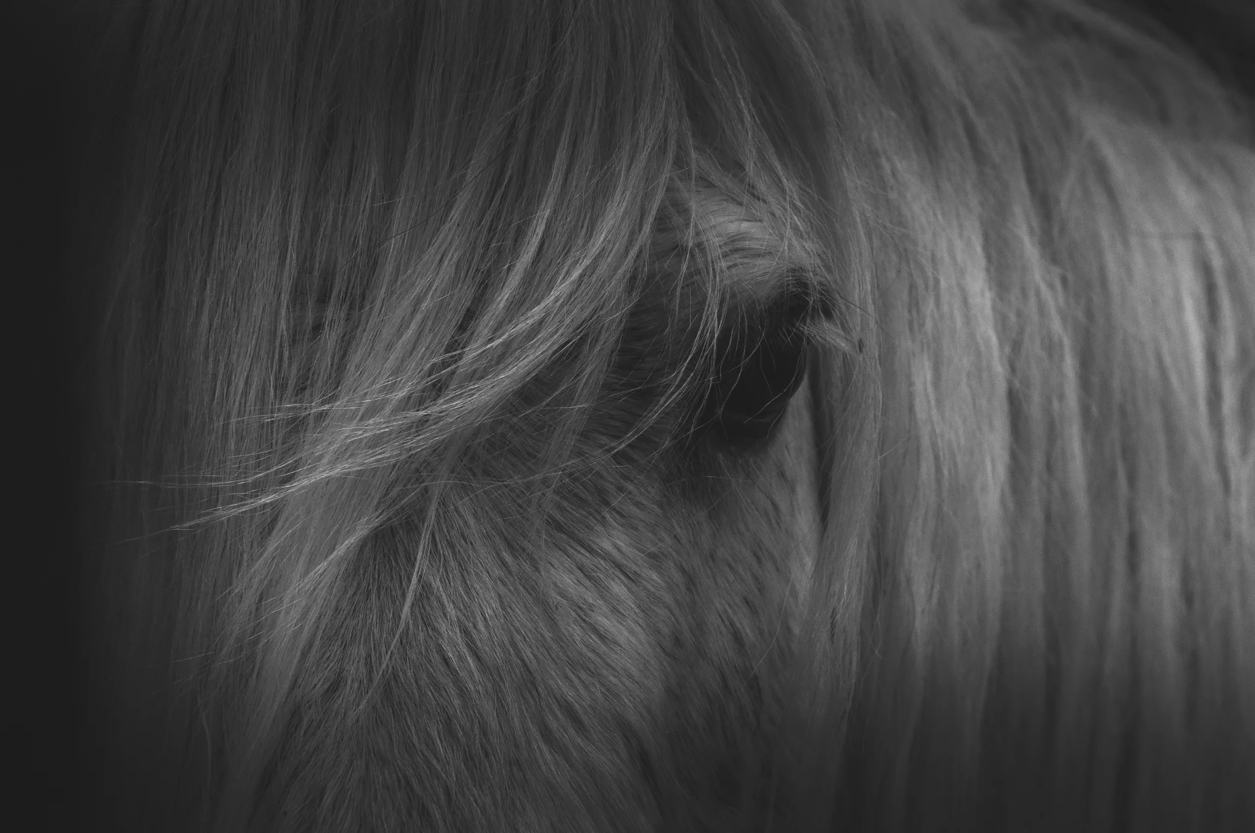 white horse eye.jpg