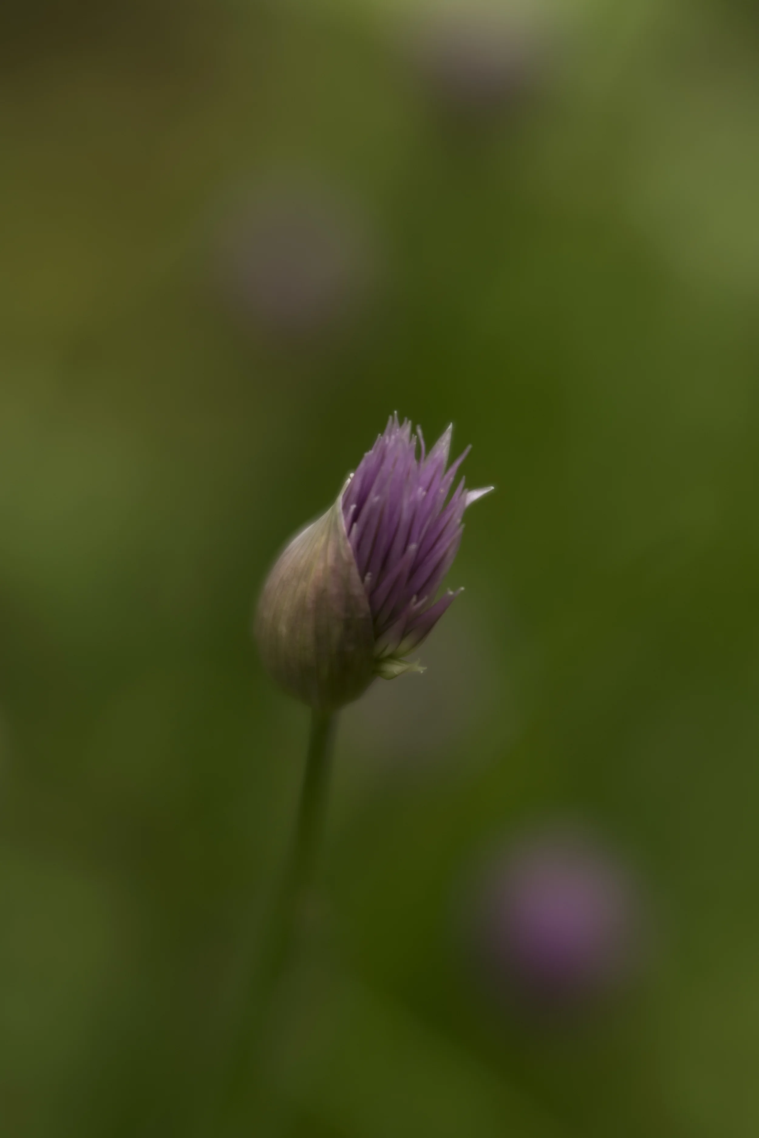 bursting chive.jpg