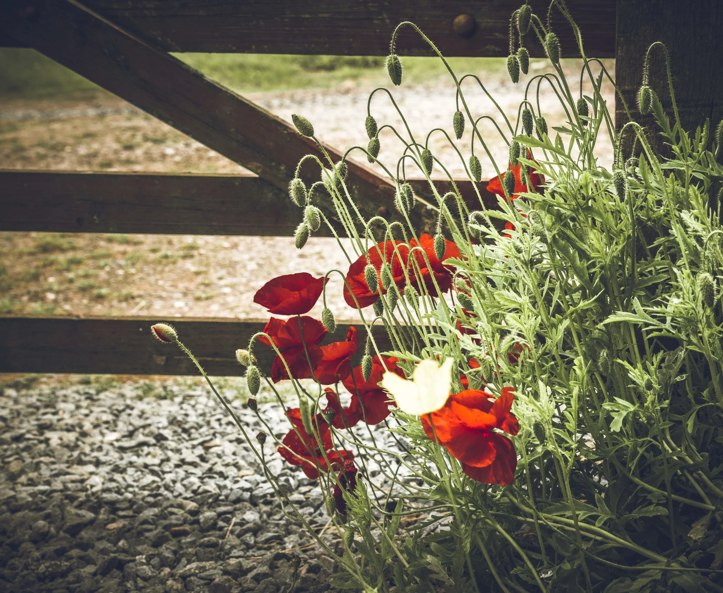 Poppies by the front gate