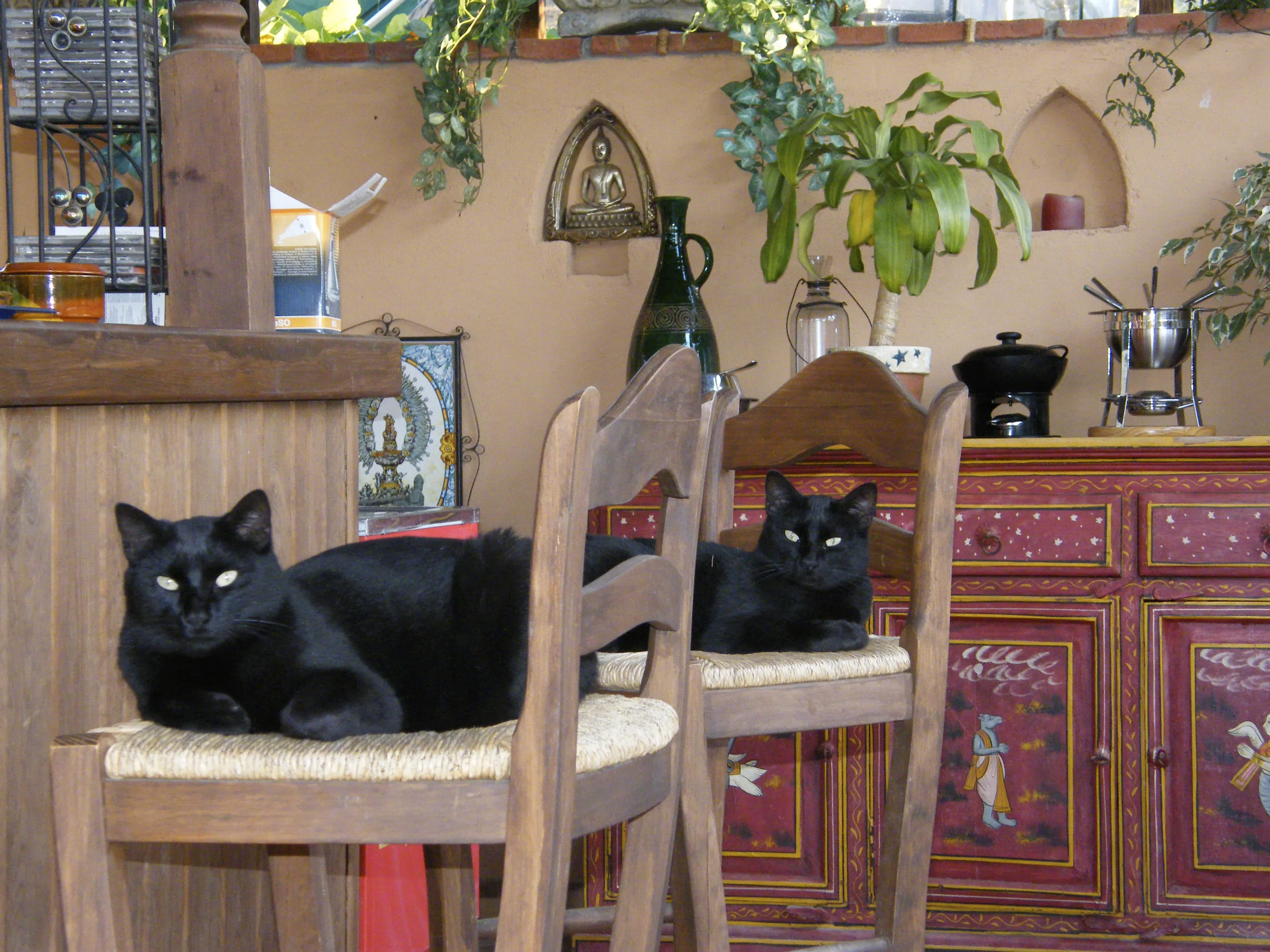 Achilles and Sparticus found in a bin in Mijas when kittens and the only survivors of the litter Sparticus sadly died before we returned to the UK but Achilles is with us.