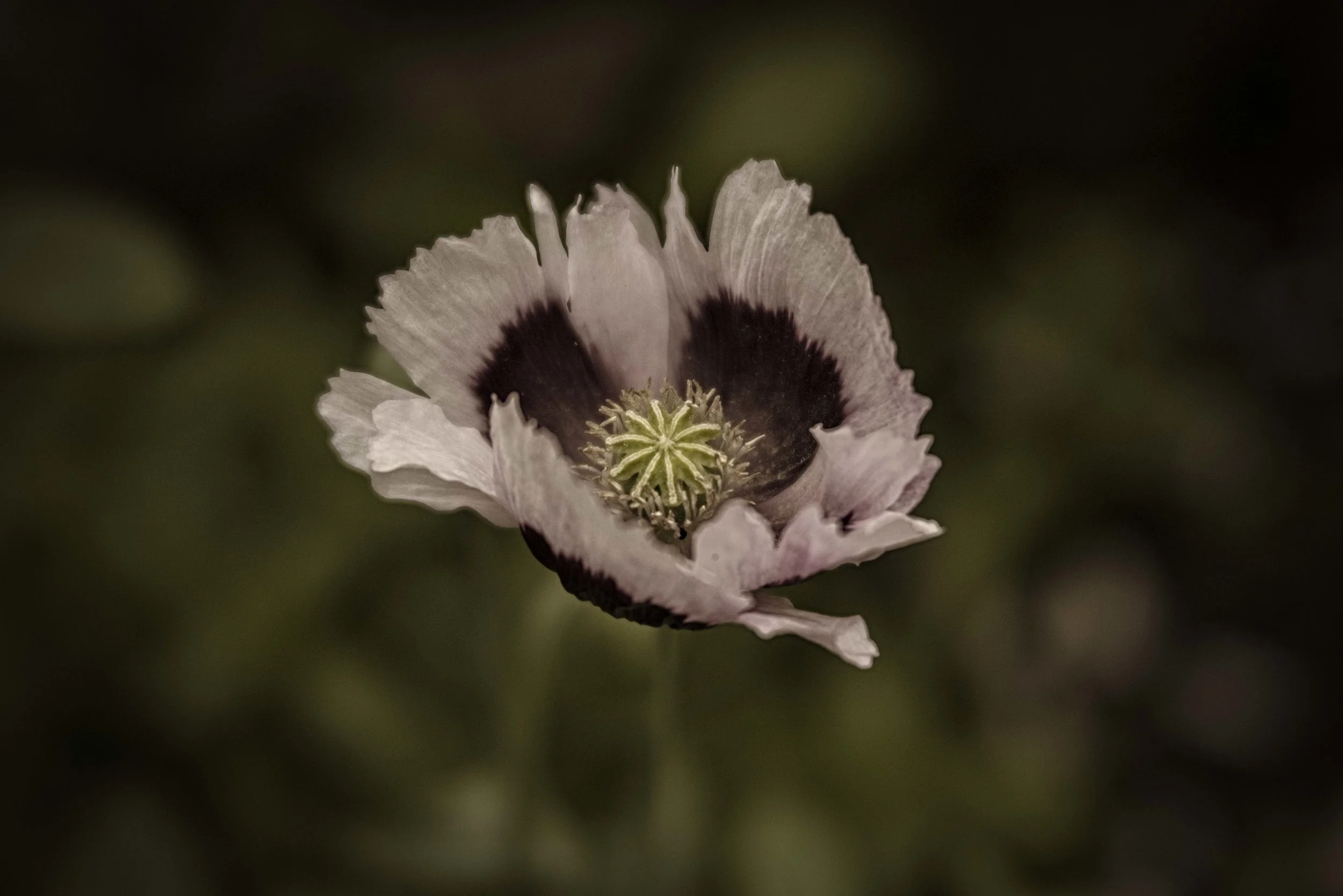 Dancing poppy
