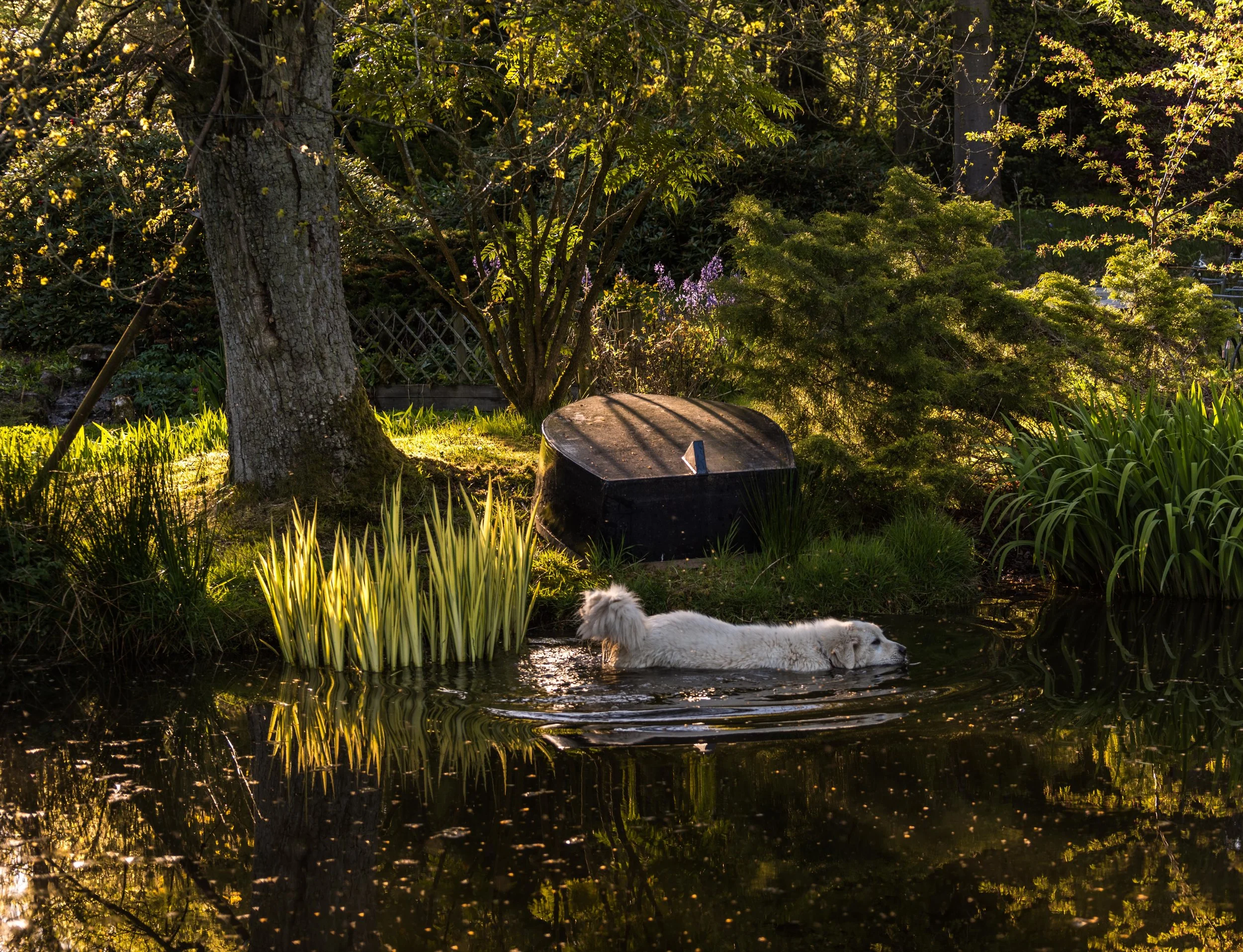 Kiki enjoying a early evening dip