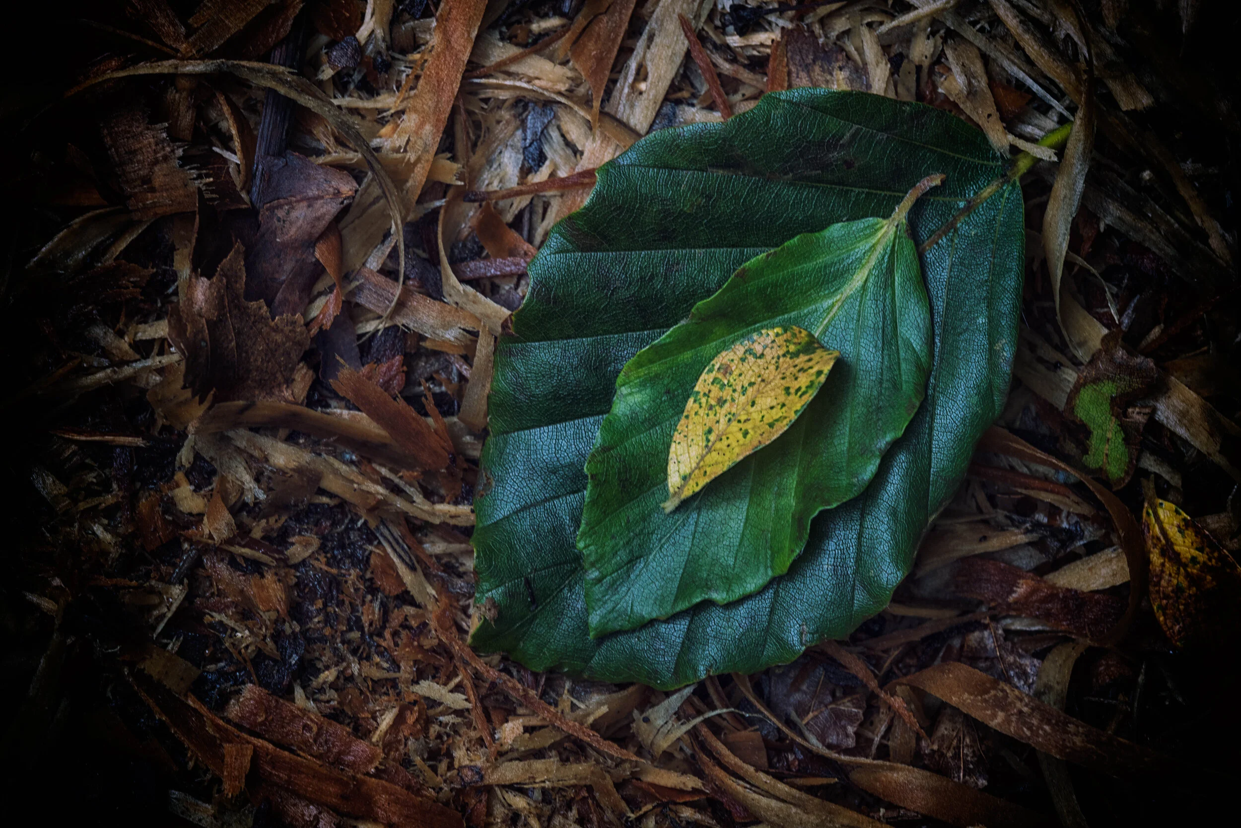 _DSC5178-Edit.jpg