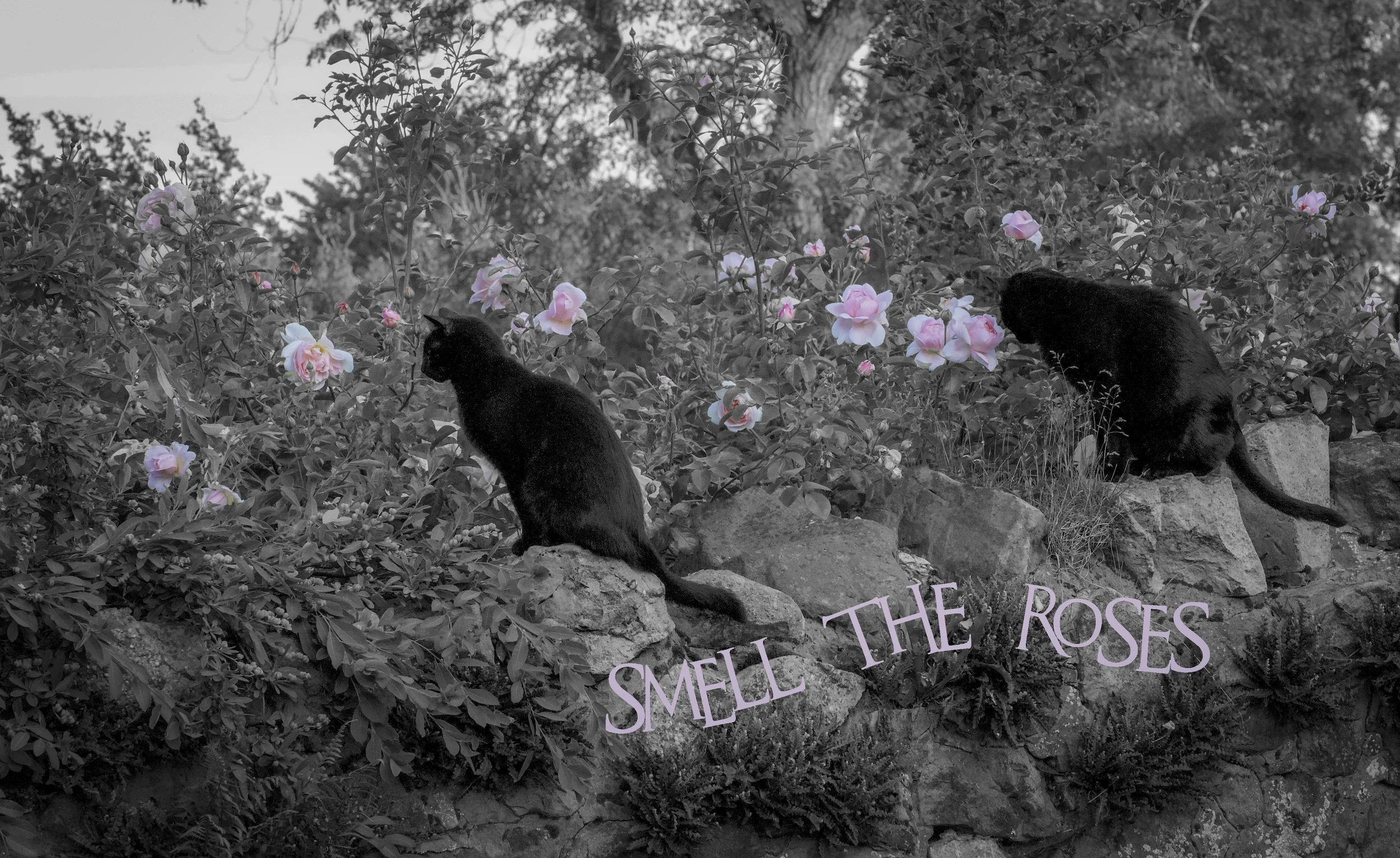 cats smelling-Edit copy.jpg