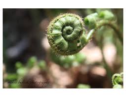 fern.jpeg