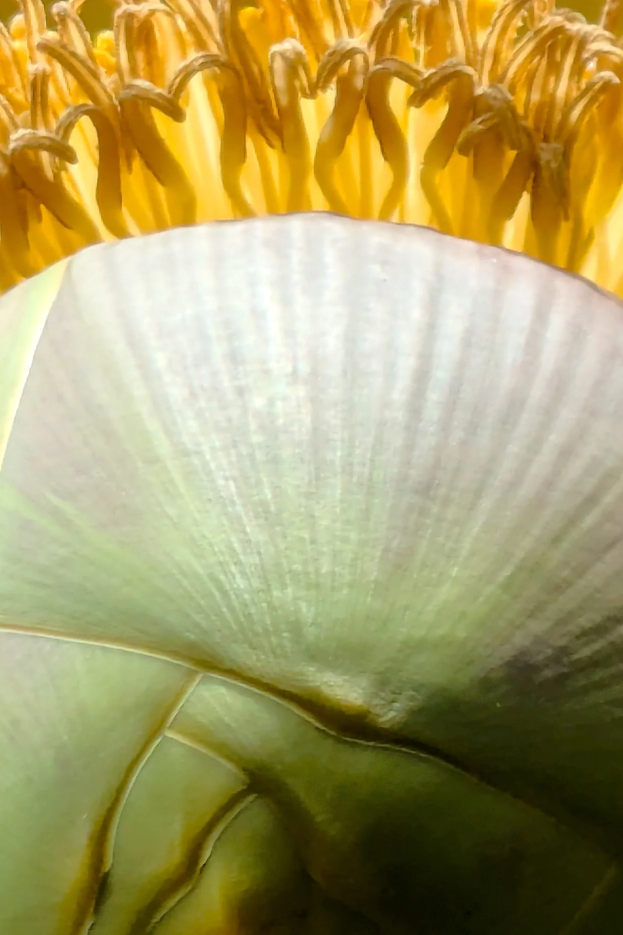 Budding Banana.jpg