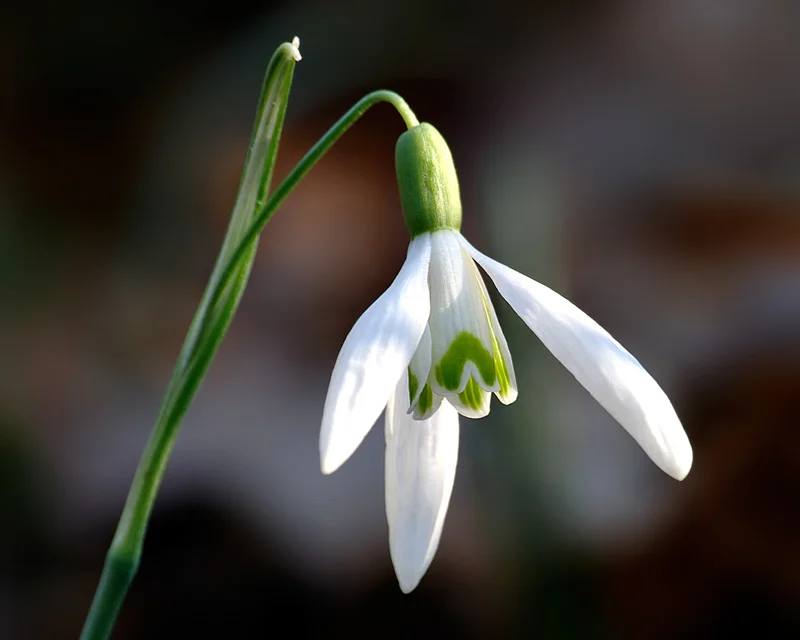 MORNING COFFEE 29 - ideal reader one