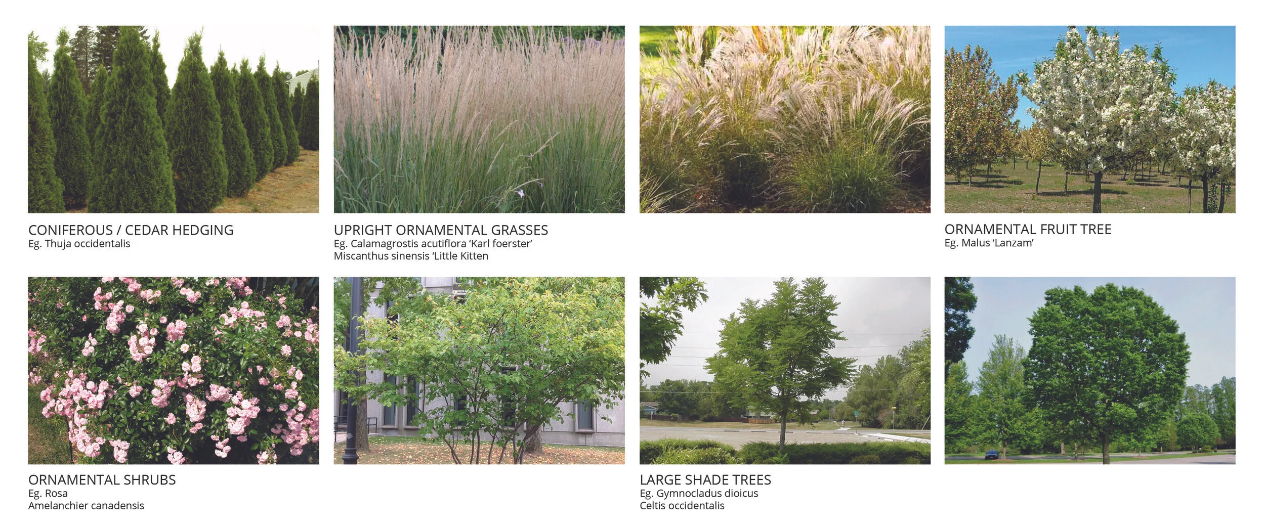 1390 190114 Preliminary Landscape Design Brief-4 copy.jpg