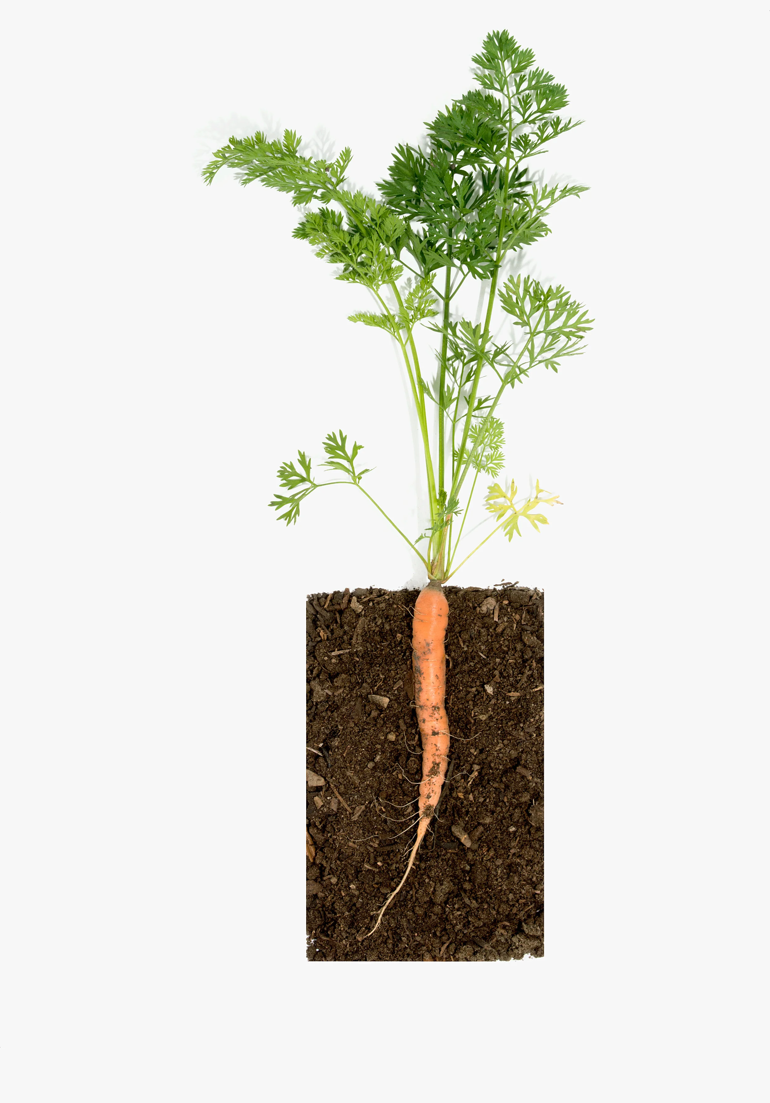 Carrot-root-top_8360.jpg