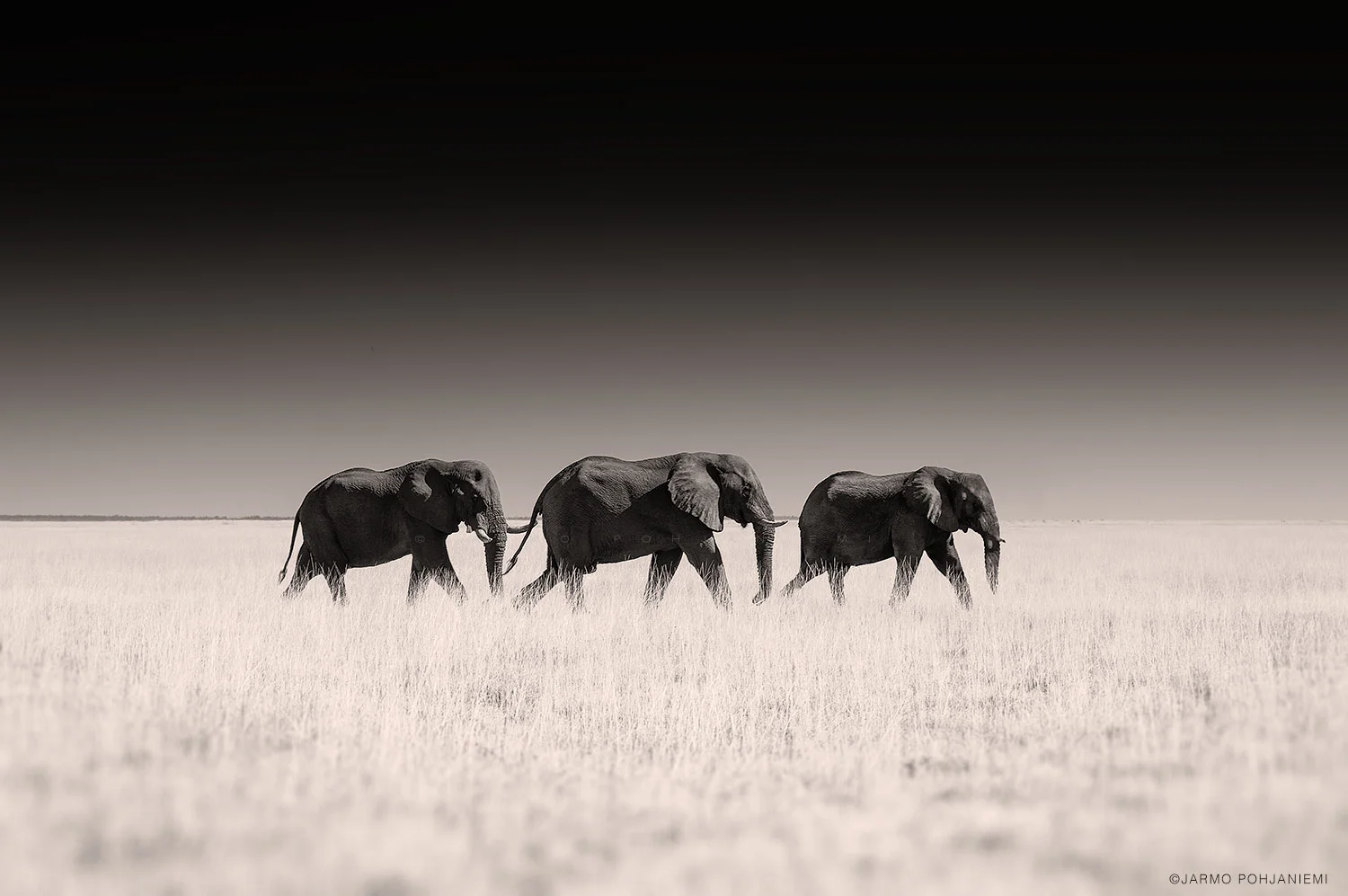 elephants.jpg