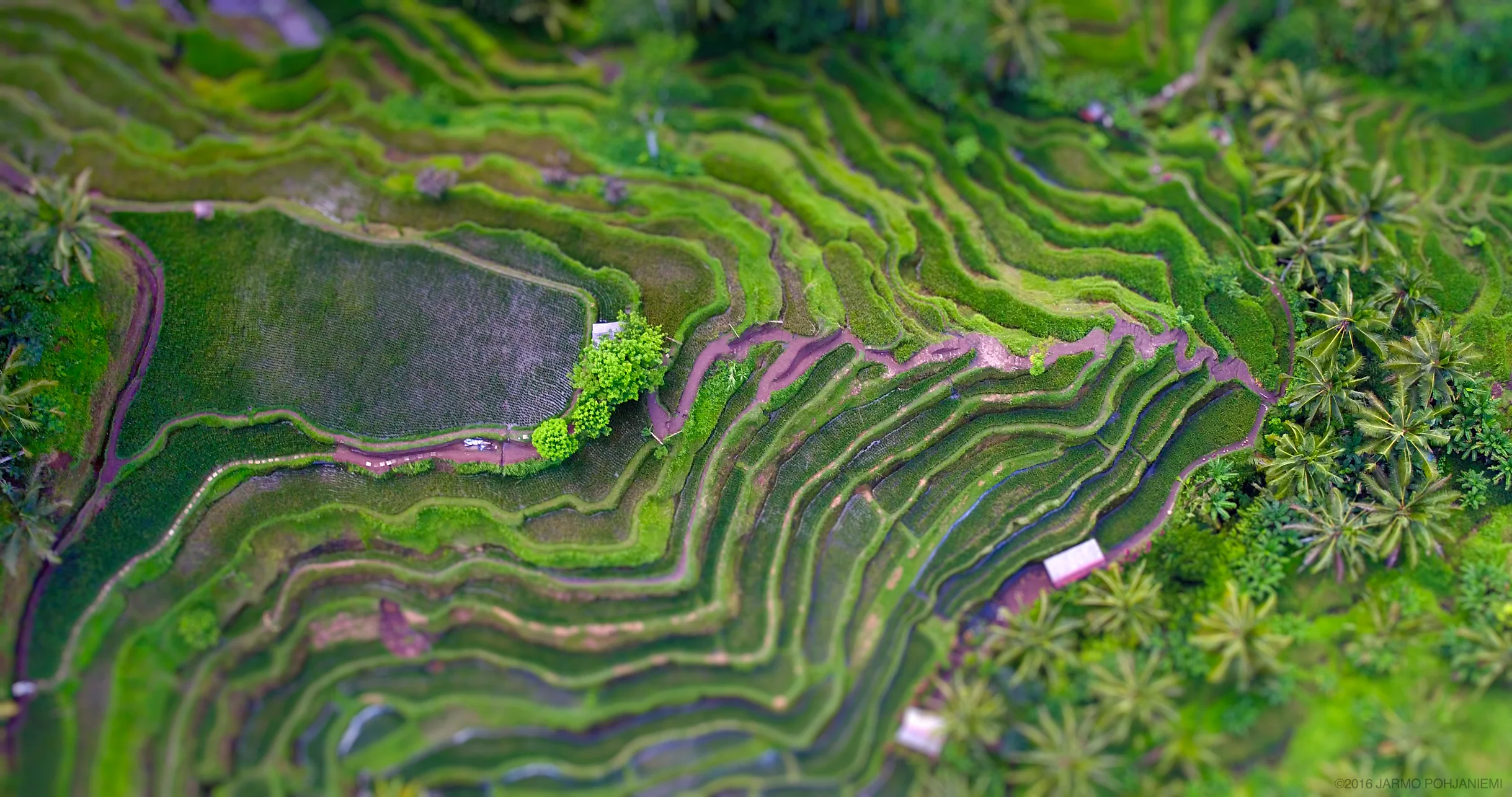 Rice-terrace.jpg