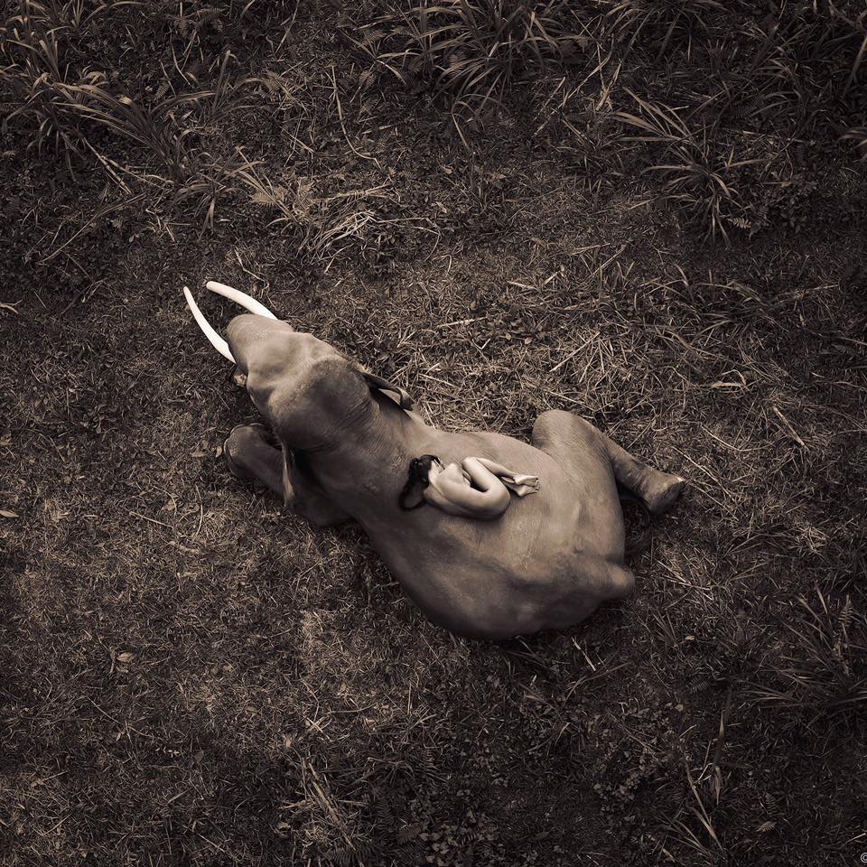 Save the Elephants.jpg