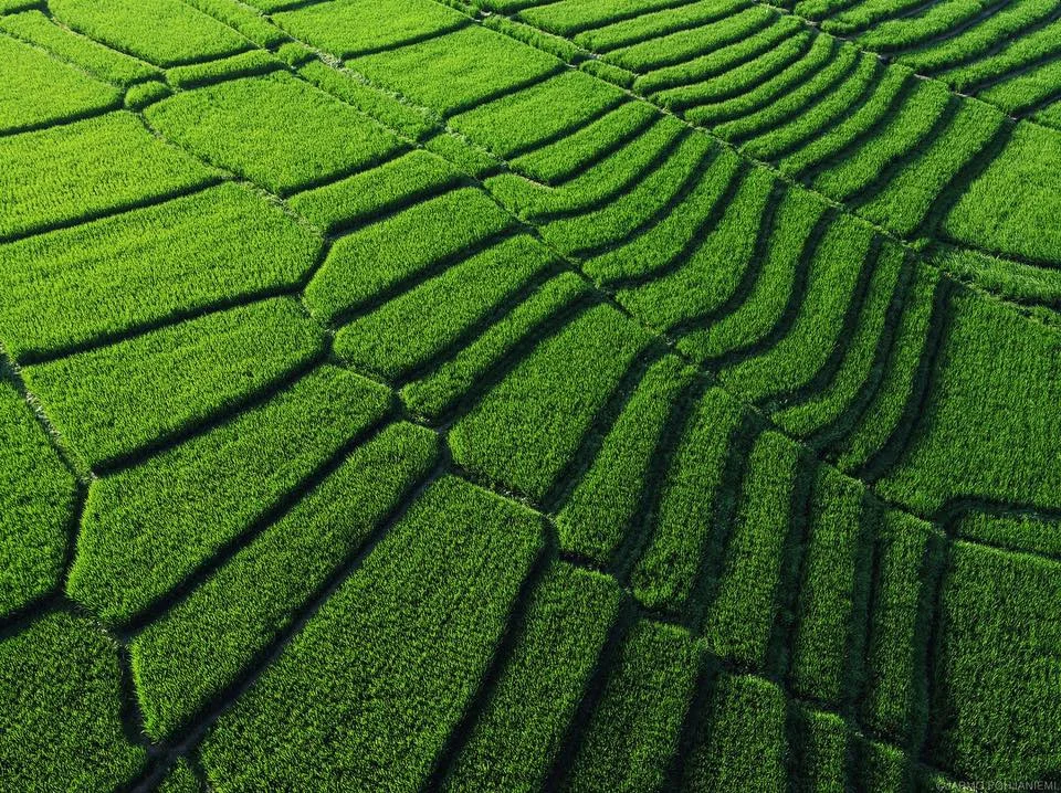 Green.jpg