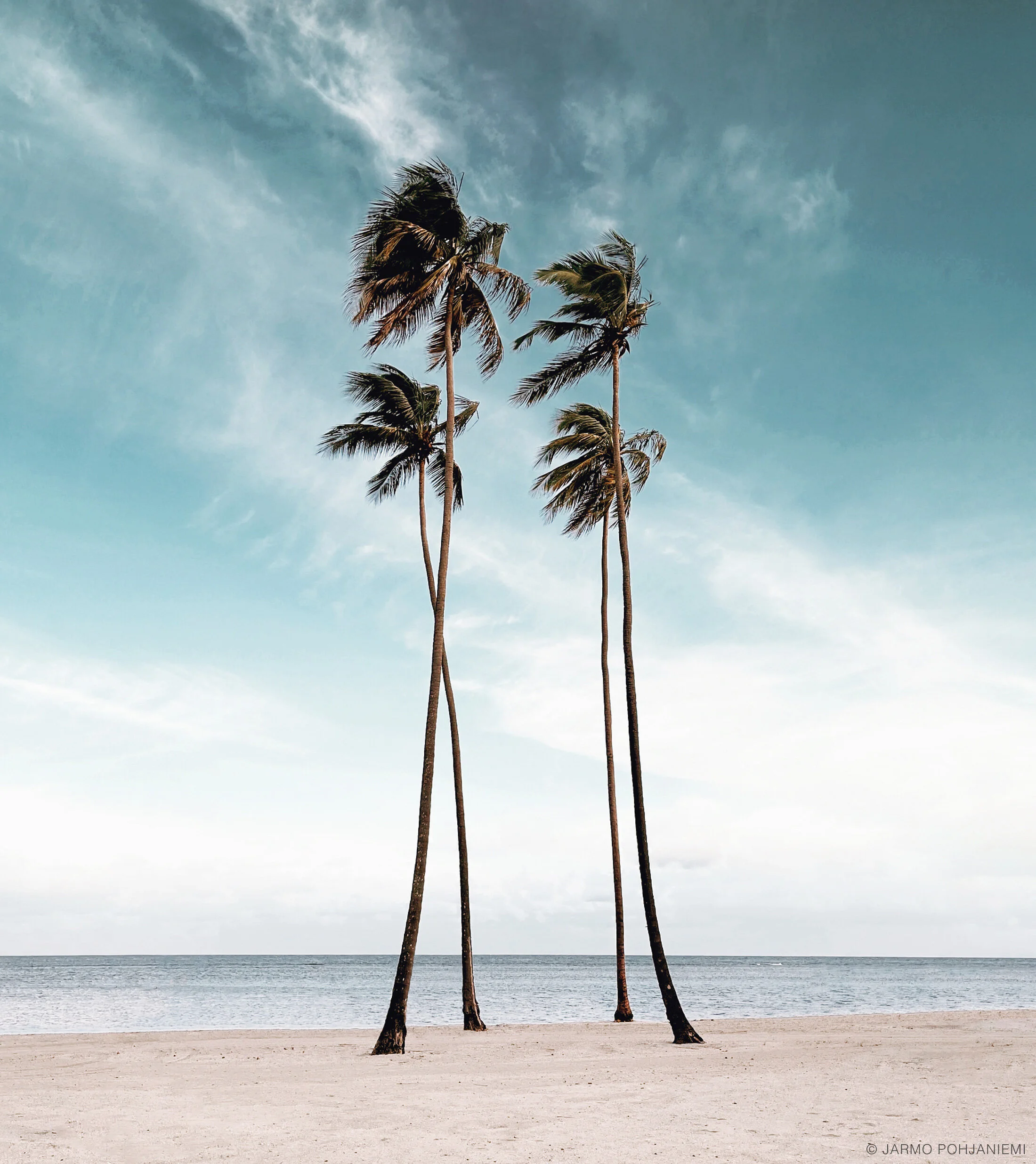 palms.jpg