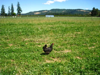 Farm-Day_Rogue-Chicken.jpg