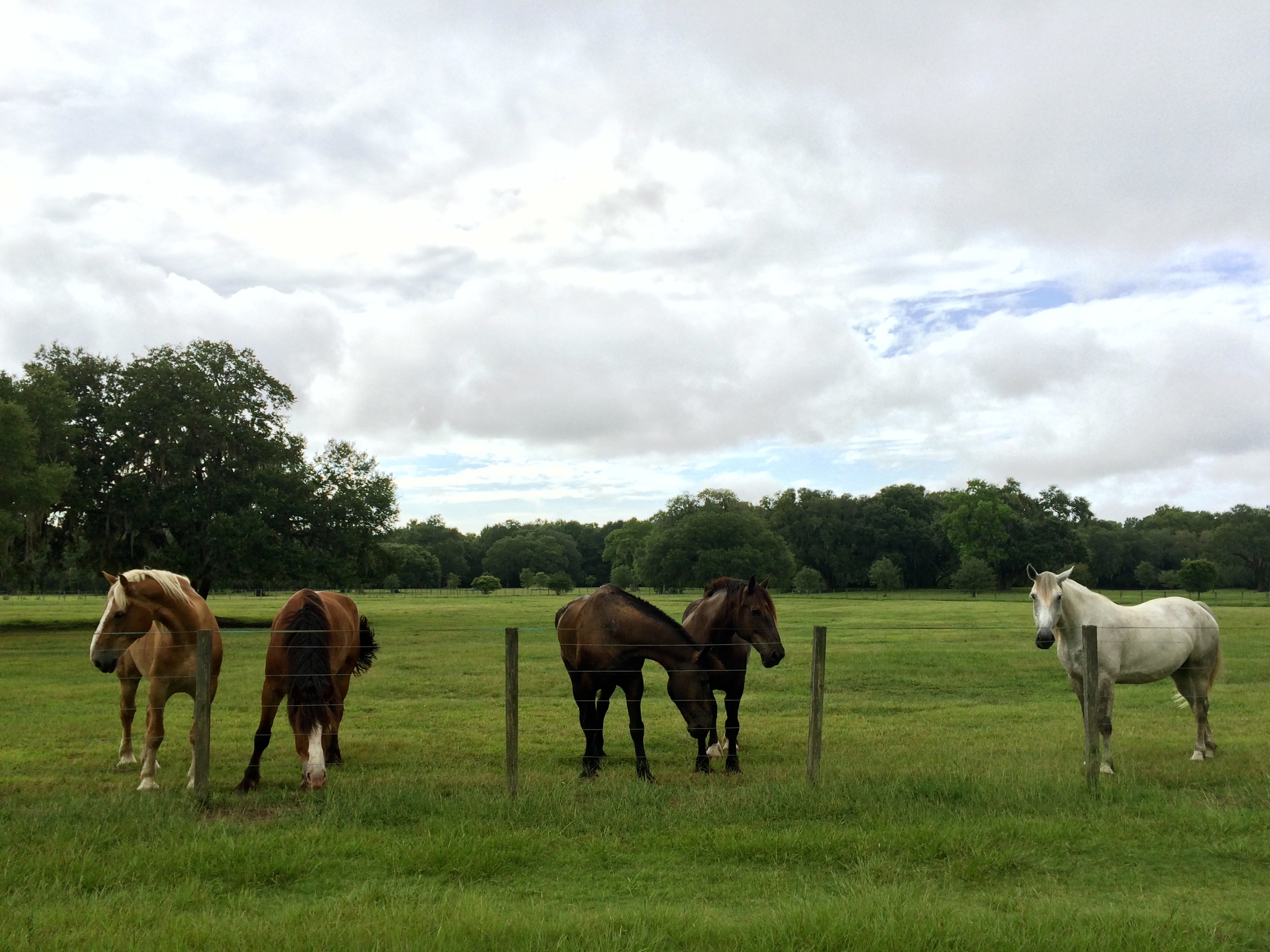  Some of the Old South Carriage Company horses at the farm on John's Island, SC. 