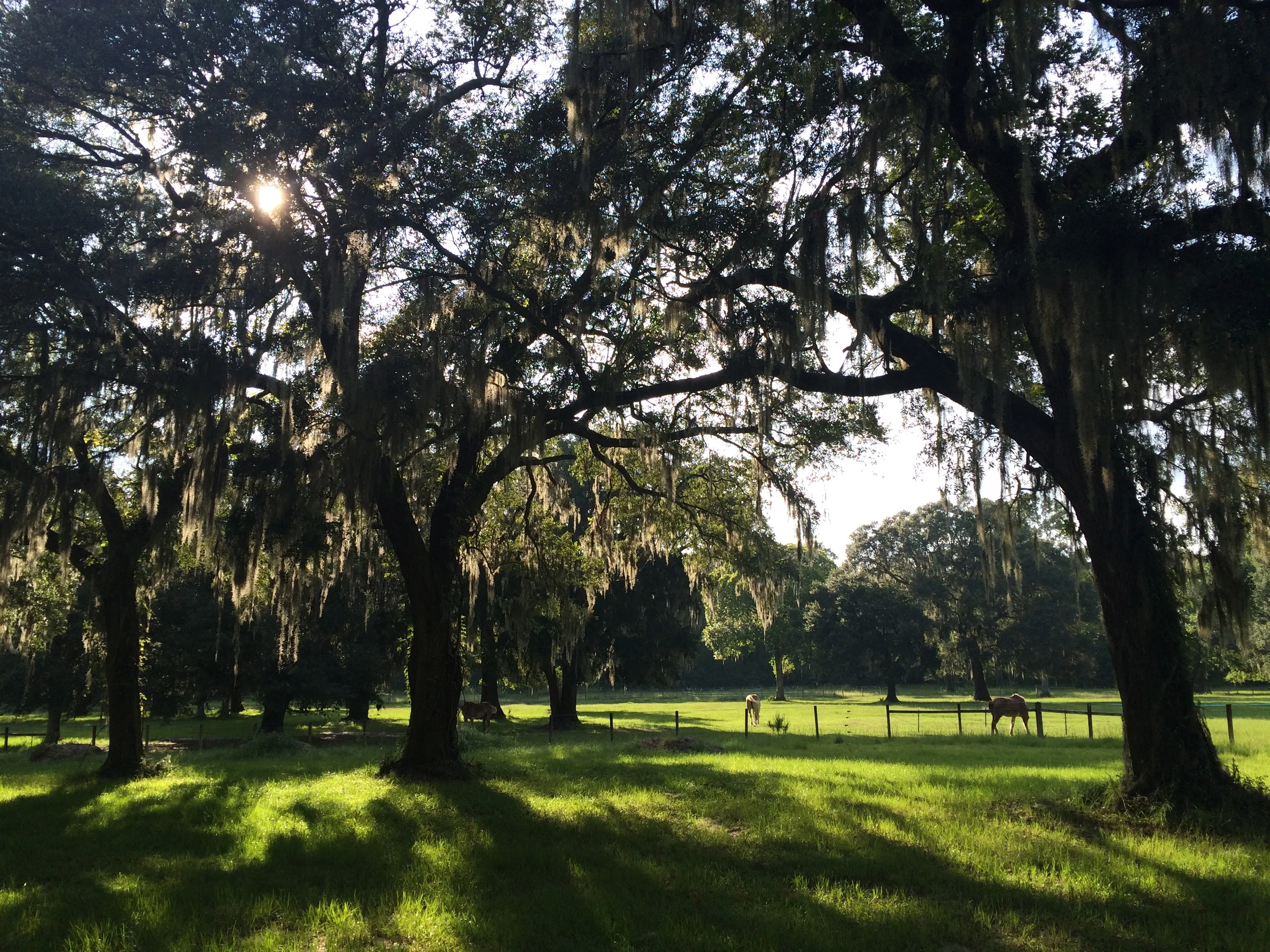  A magical spot on John's Island, SC - accessible by horseback. 
