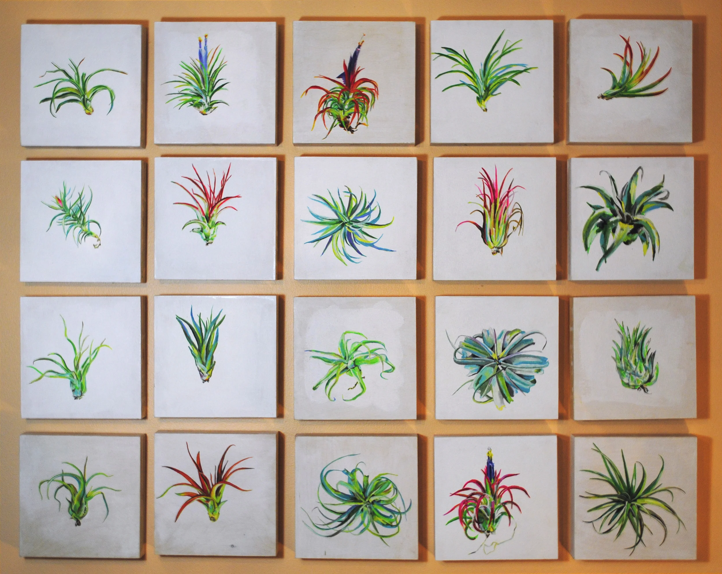 Air Plant Series.jpg