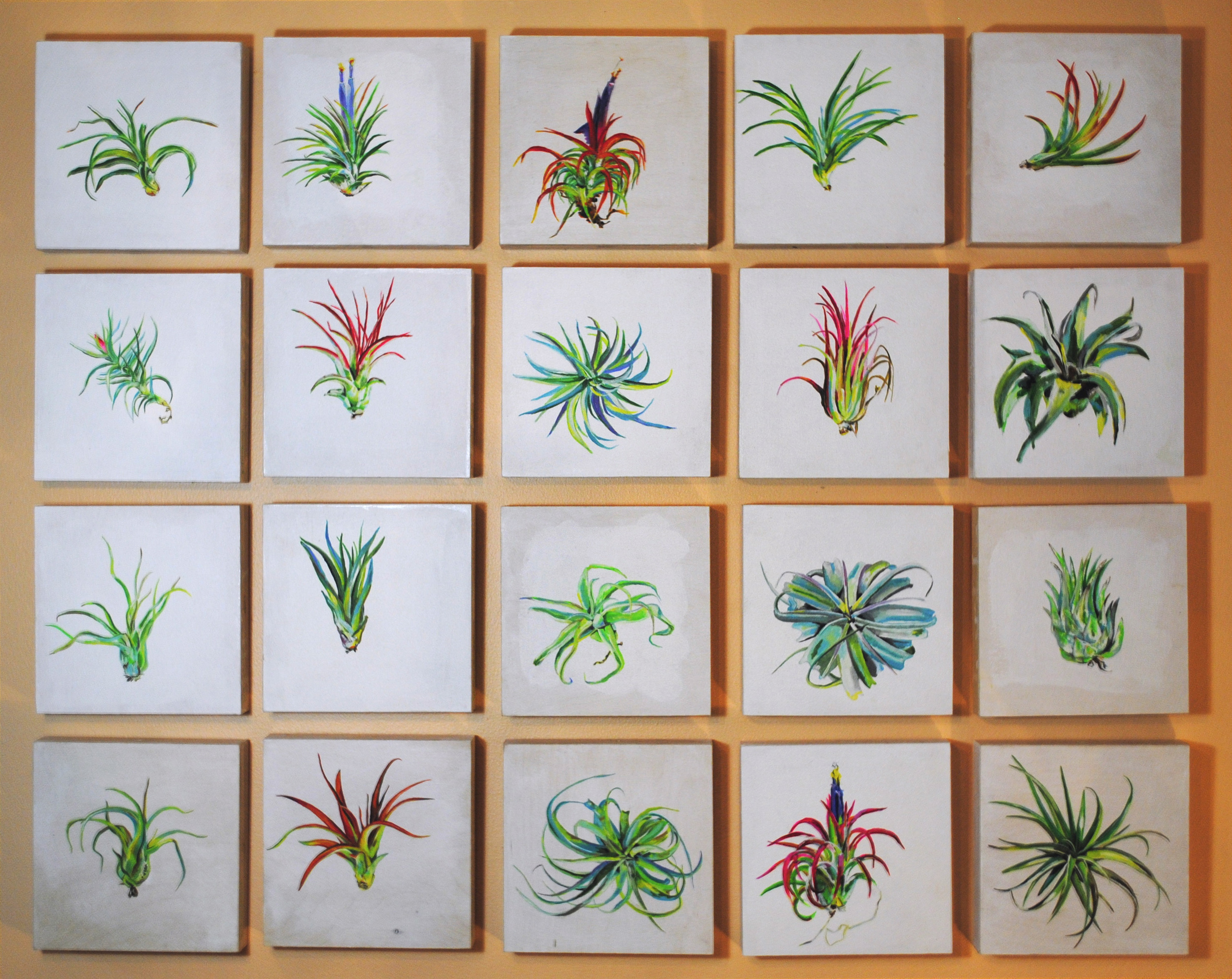 Air Plant Series.jpg