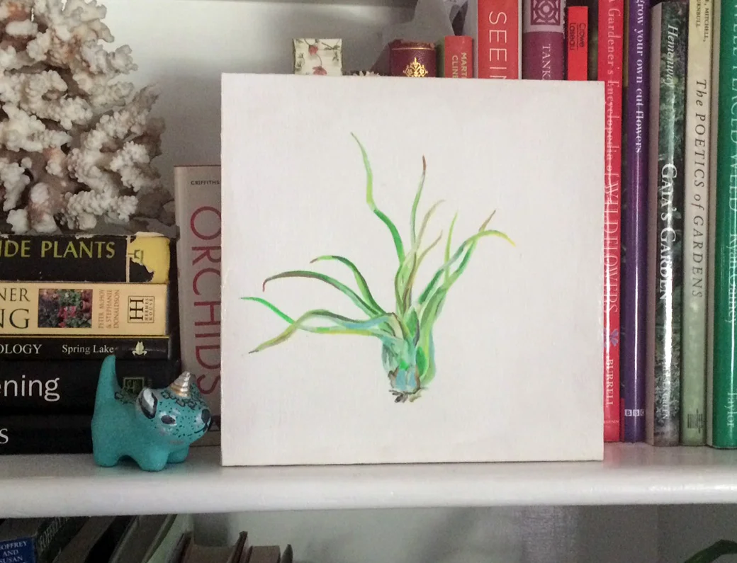 air plant 5.jpg