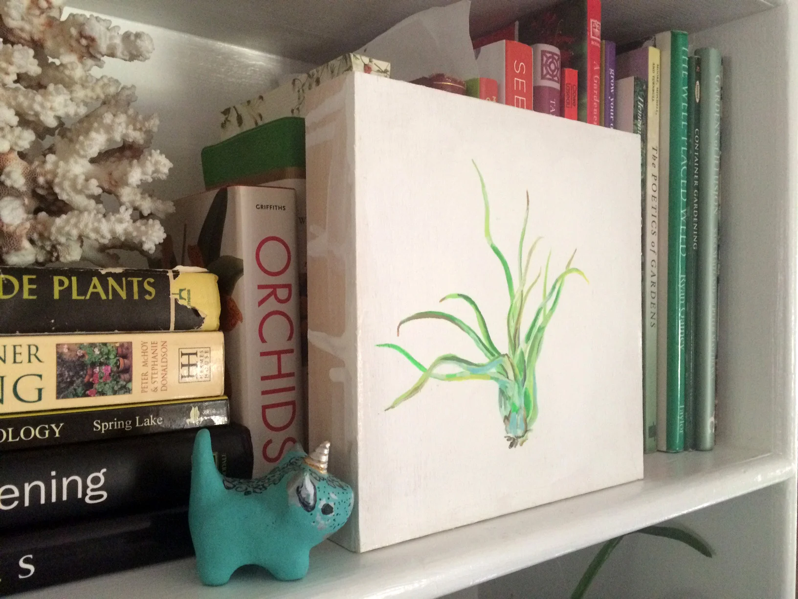 air plant 5c.jpg