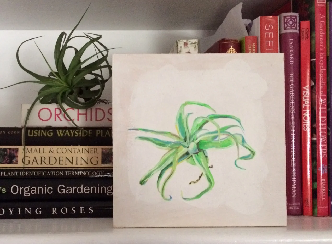 air plant 18.jpg