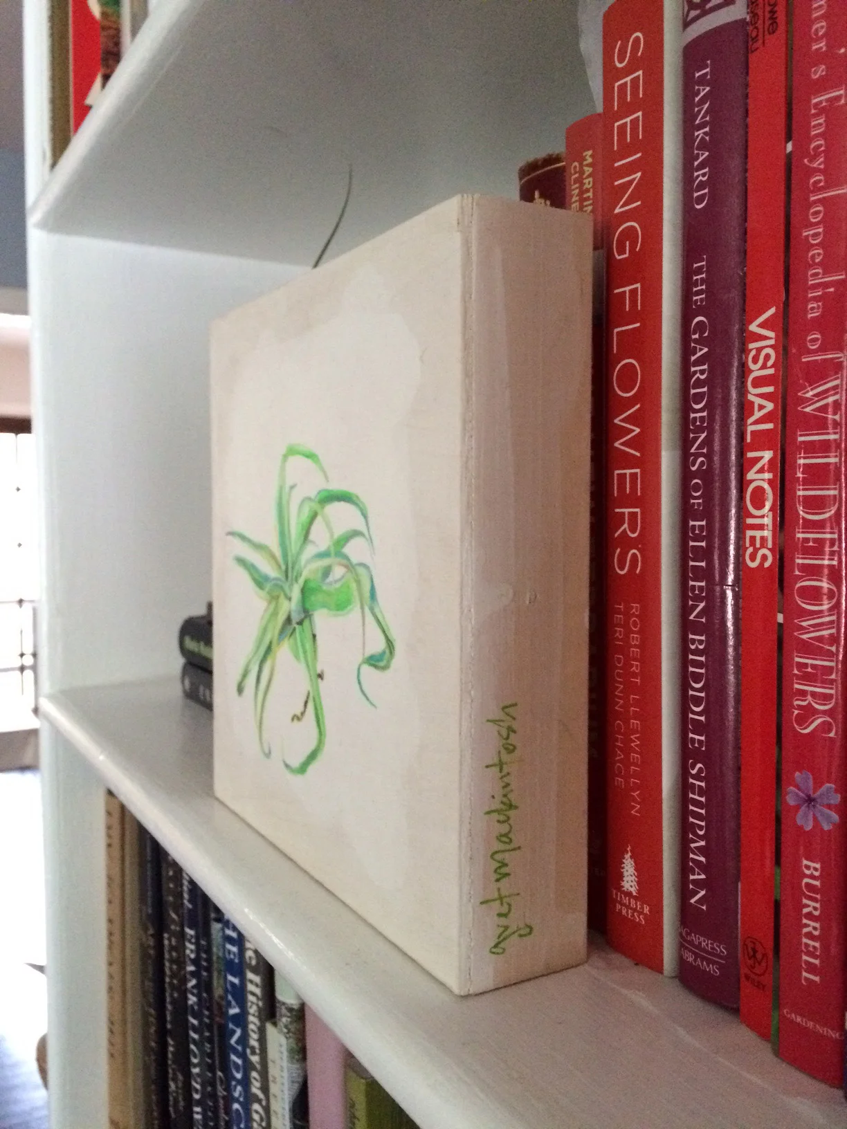 air plant 18b.jpg