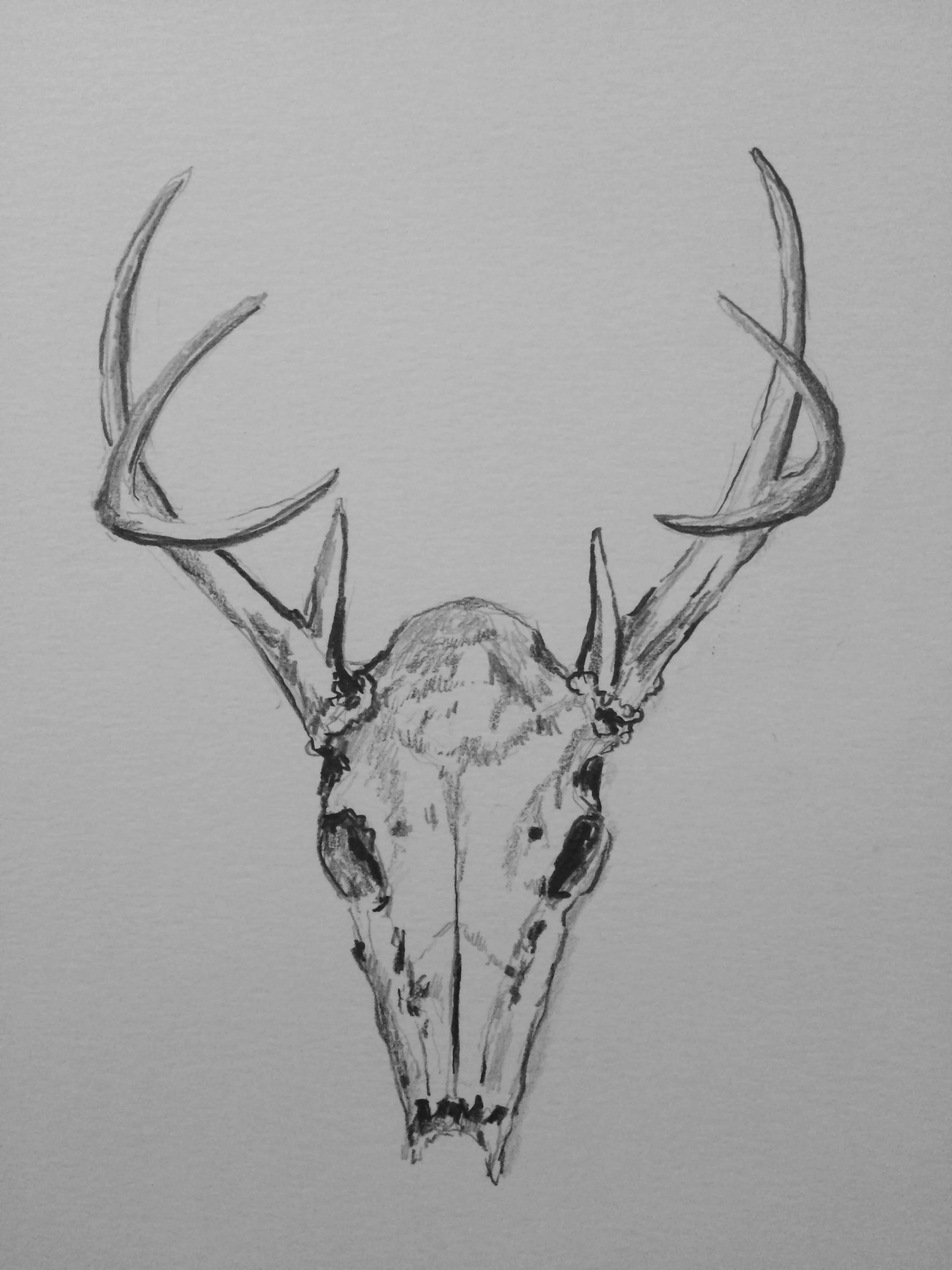 deer skull 9x12 2017.jpg