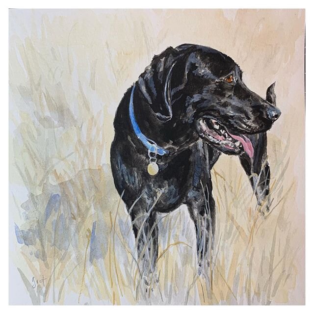 A sweet and special painting sent to the west coast last week 💫 
Luke
8x8
watercolor
.
.
#bygret #gretmackintosh #dogportrait #watercolor #Labrador #charlestonartist