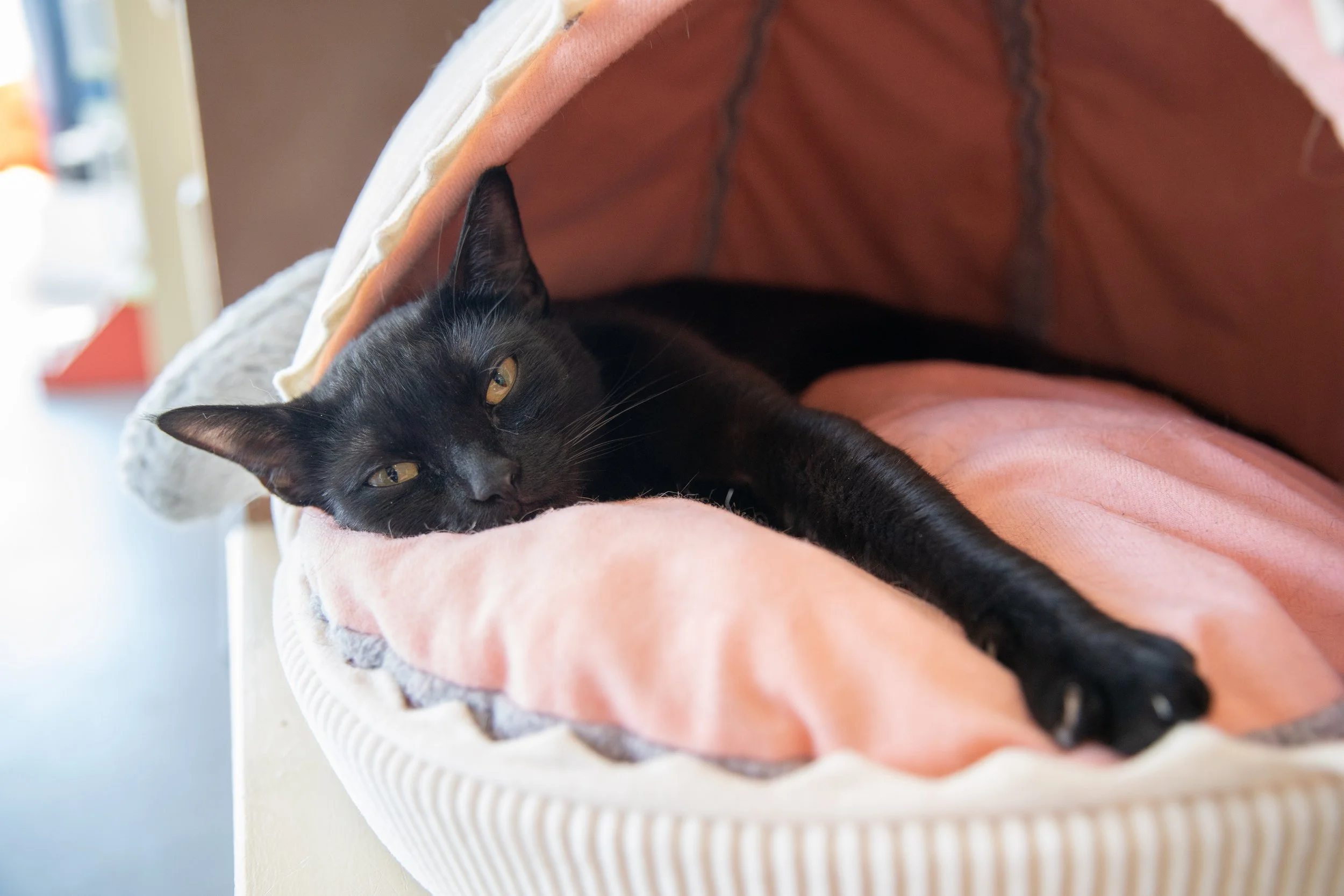 Find serenity with mindful yoga in the uplifting and calming presence of our Cat Zone cats! Join instructor Marlo, owner of Banana Yoga, for a relaxing class tailored for adults 18+ and suitable for all levels. Marlo's teaching focuses on breathing i