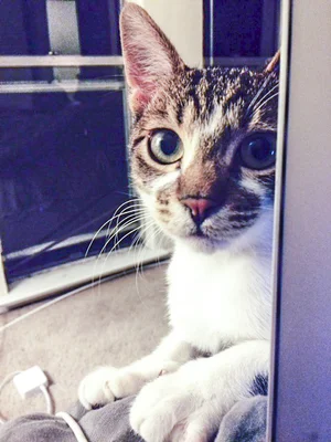 FRITZ, 11 MONTHS, MALE