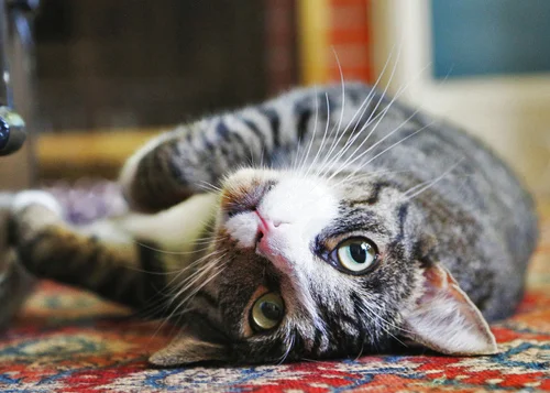 JACKSON, 1-2 YEARS, MALE