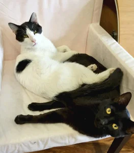 ROCKY AND LLOYD, 1 YEAR, MALES
