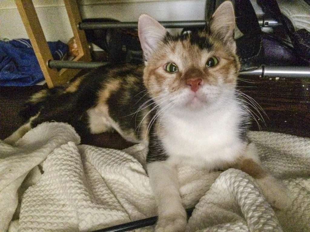 MACKENZIE, 1 YEAR, FEMALE