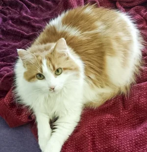 AVA, 7 YEARS, FEMALE