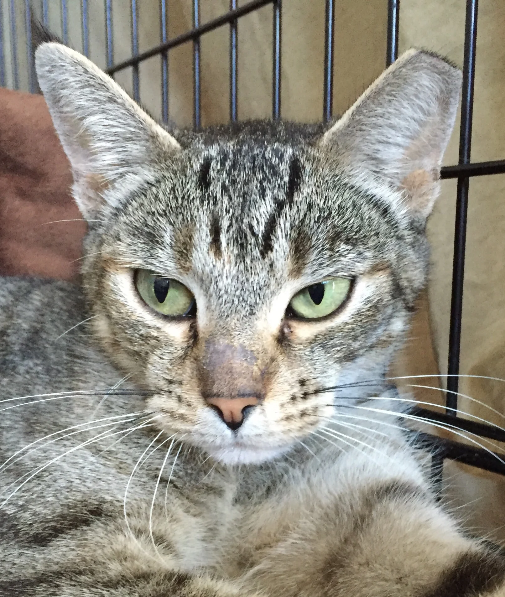 Esme, 2 Years, Female, Bonded with Bijou