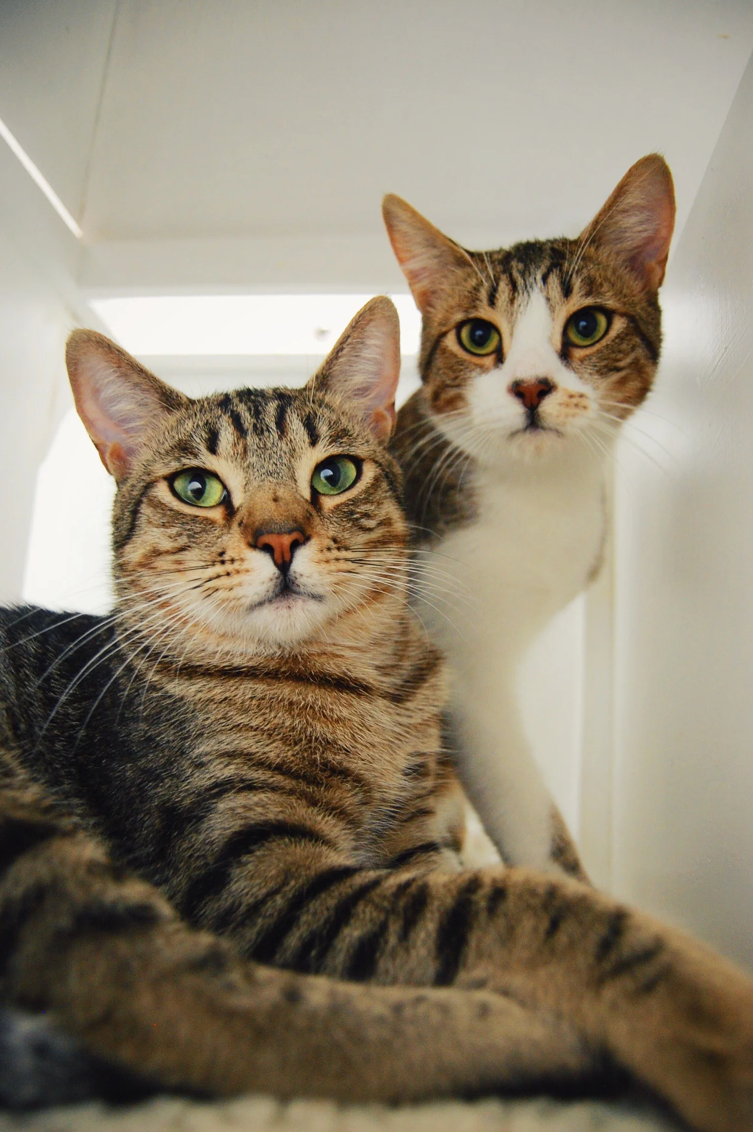 Felix & Ozzy, 10months, Males, Bonded
