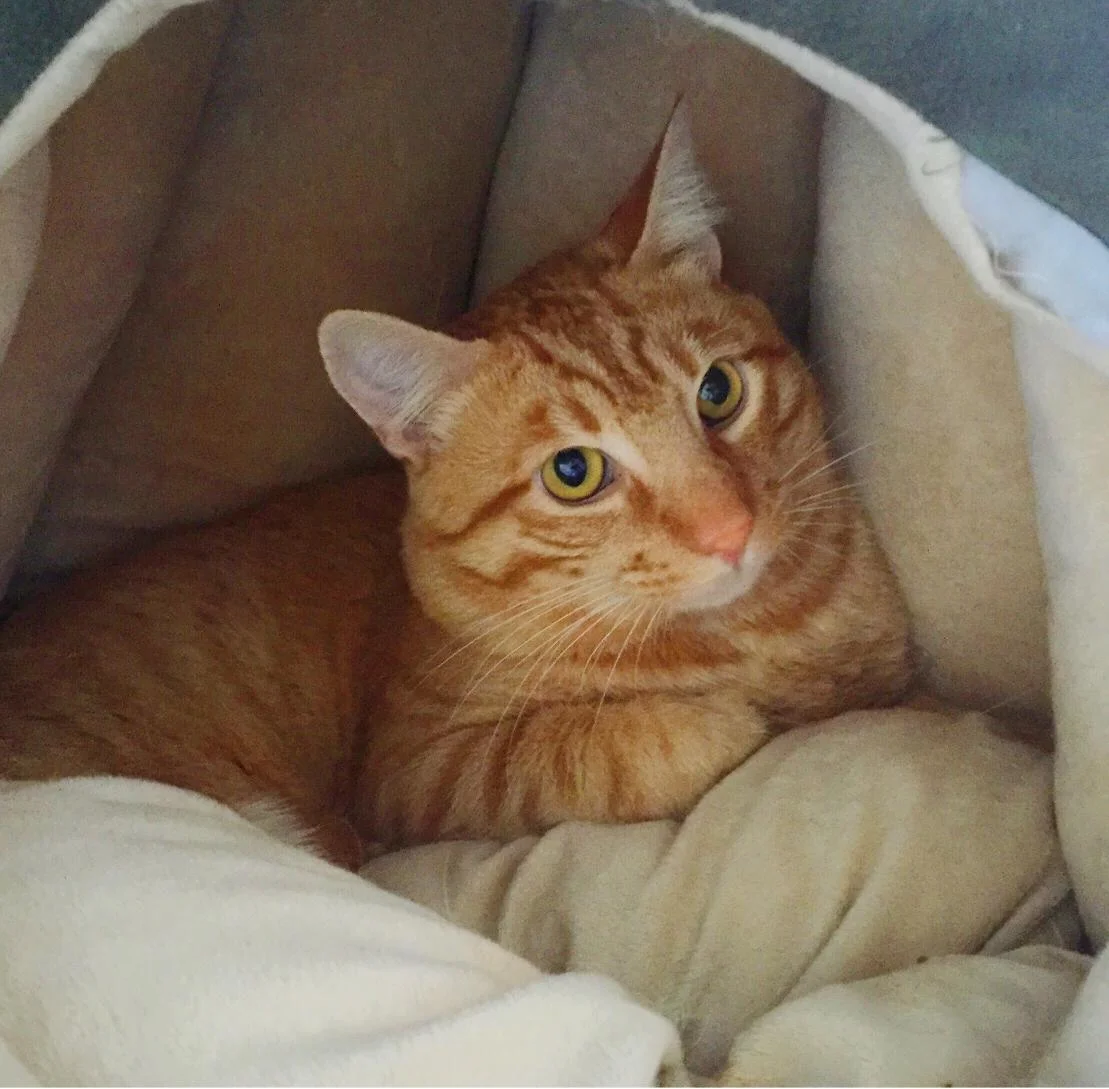 Boise, 2 Years, Male
