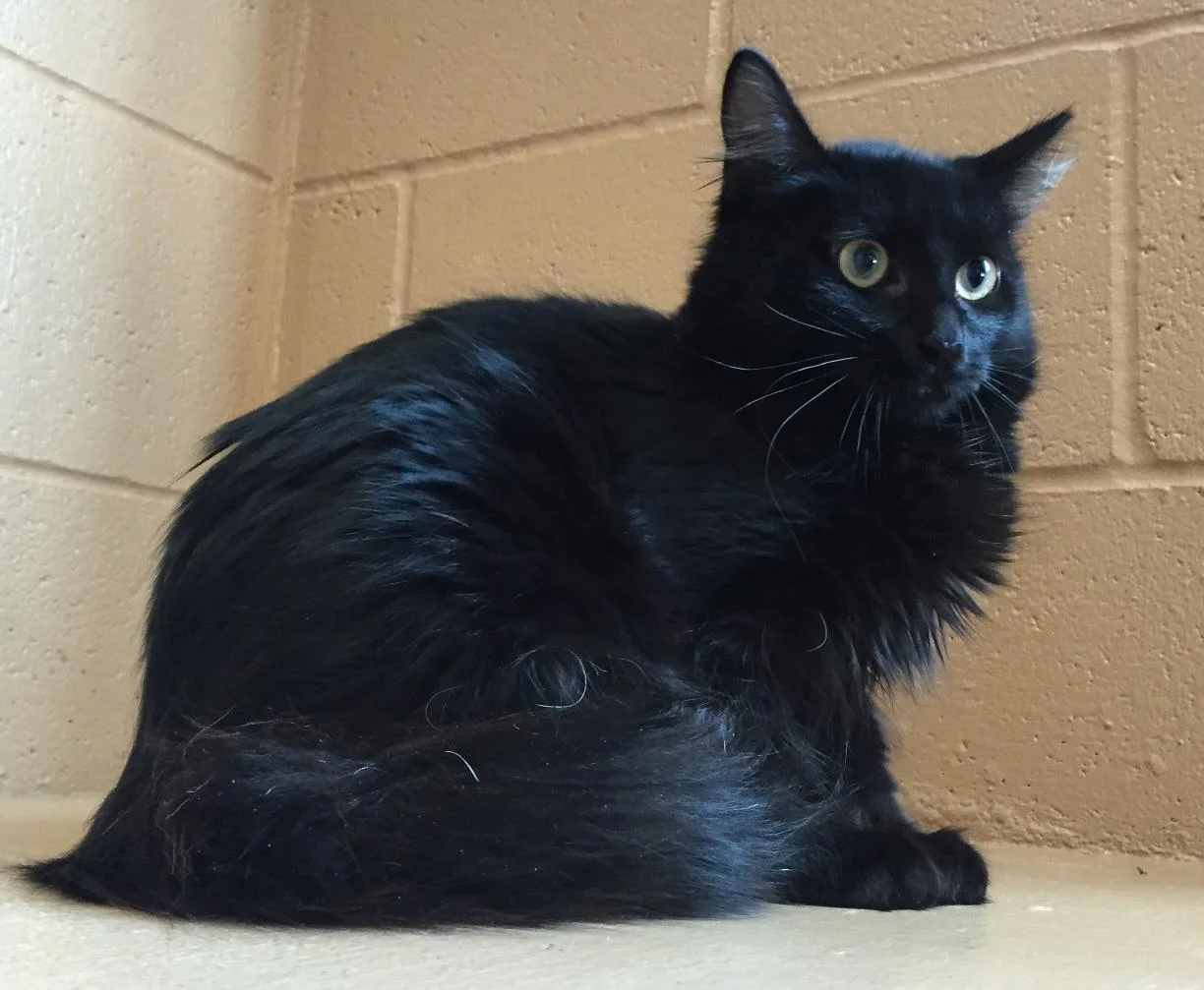 Onyx, 9months, Female
