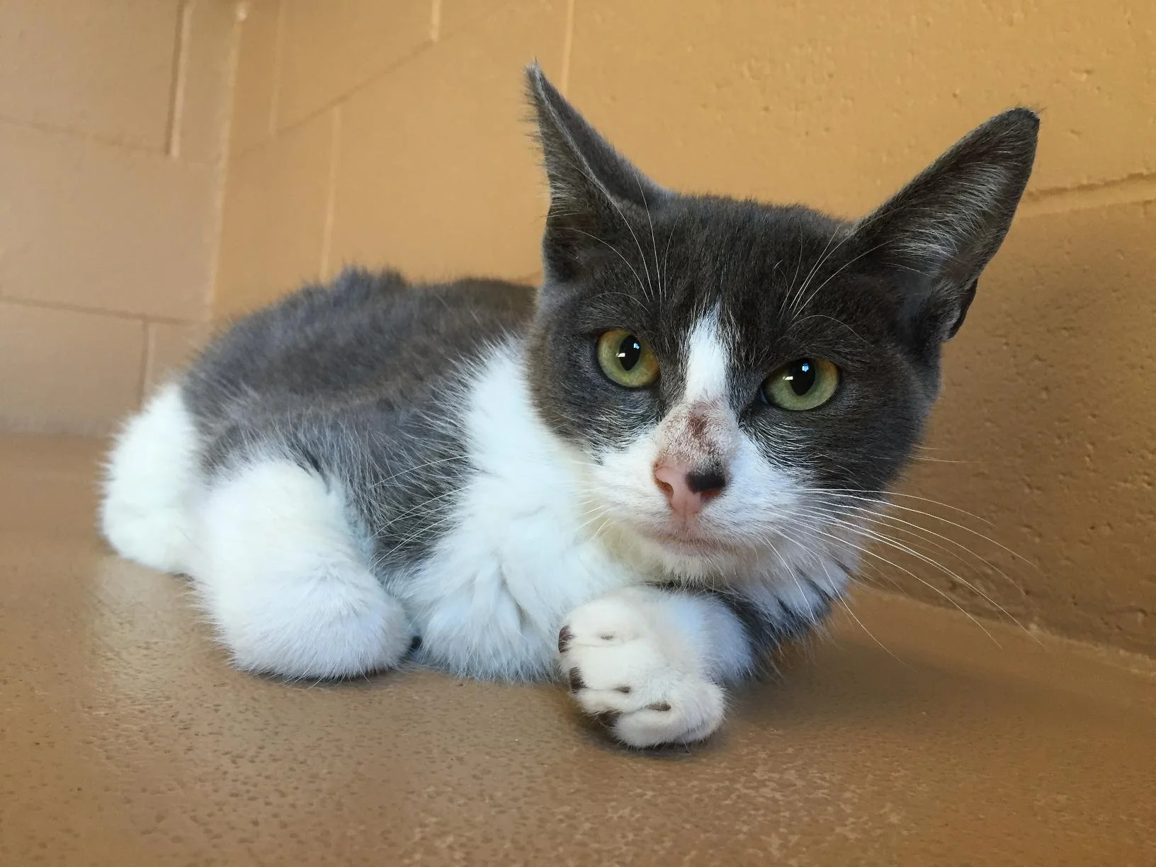 Blaze, 4-5 months, Male