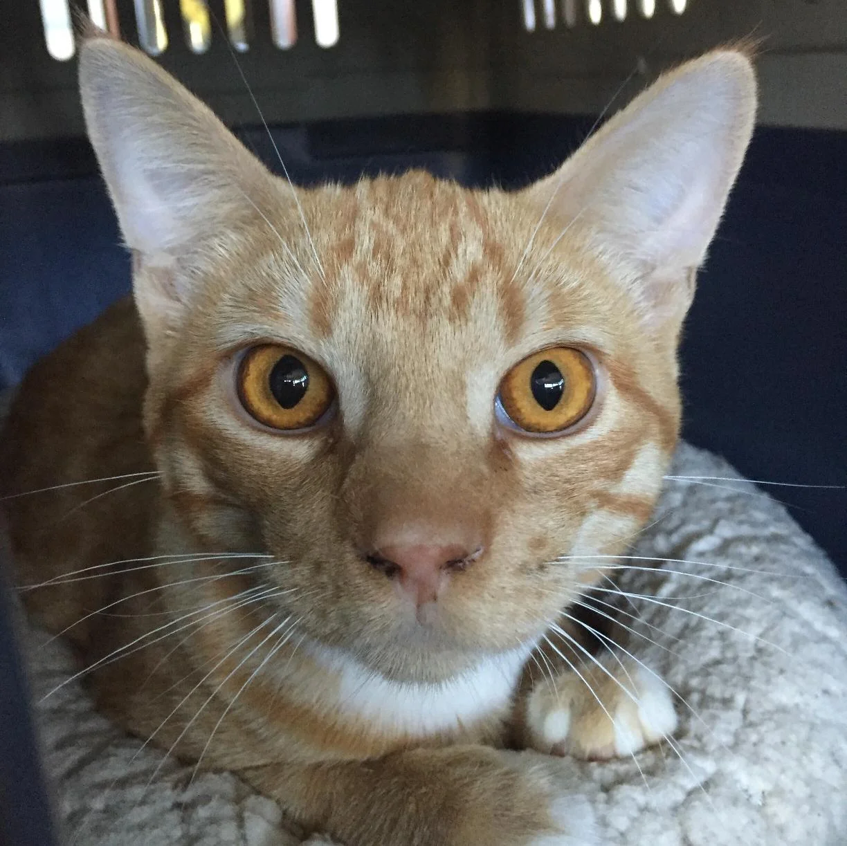 Garth, 6 months, Male