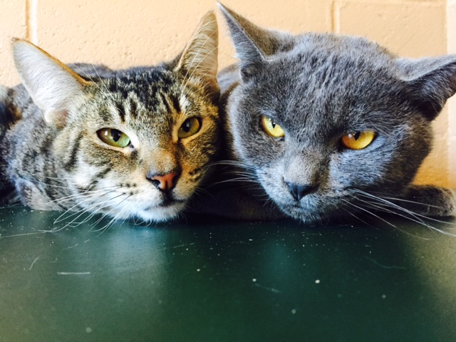 MAURICE AND MANNY 1-2 YEARS, MALE