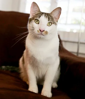 WENDELL, 2 YEARS, MALE