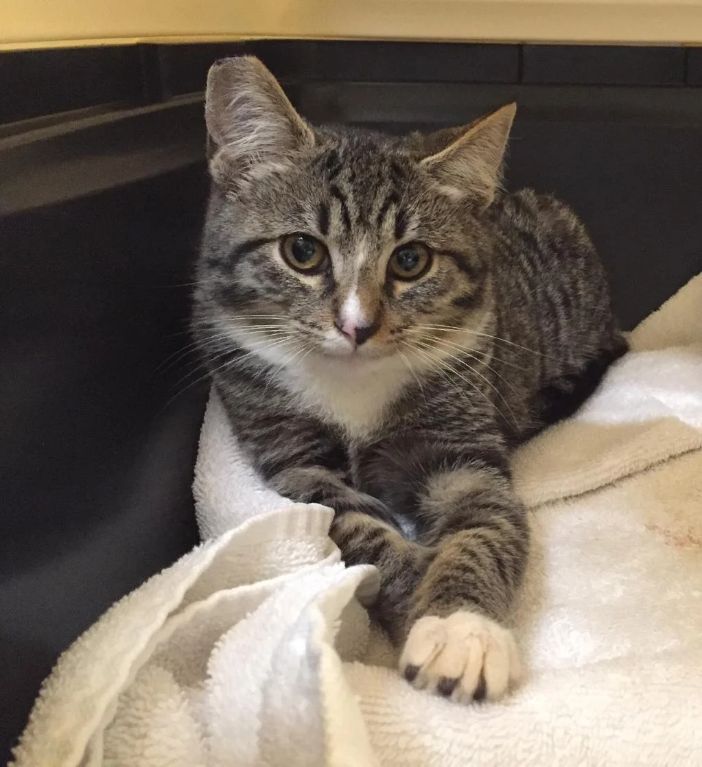 Tunia, 4 months, Female
