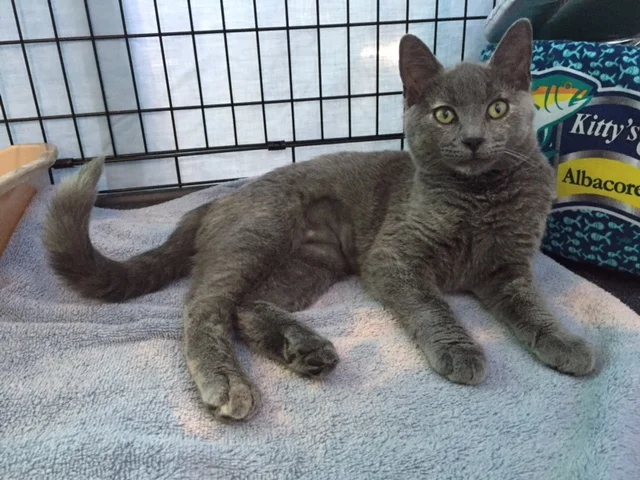 Violet, 4 months, Female